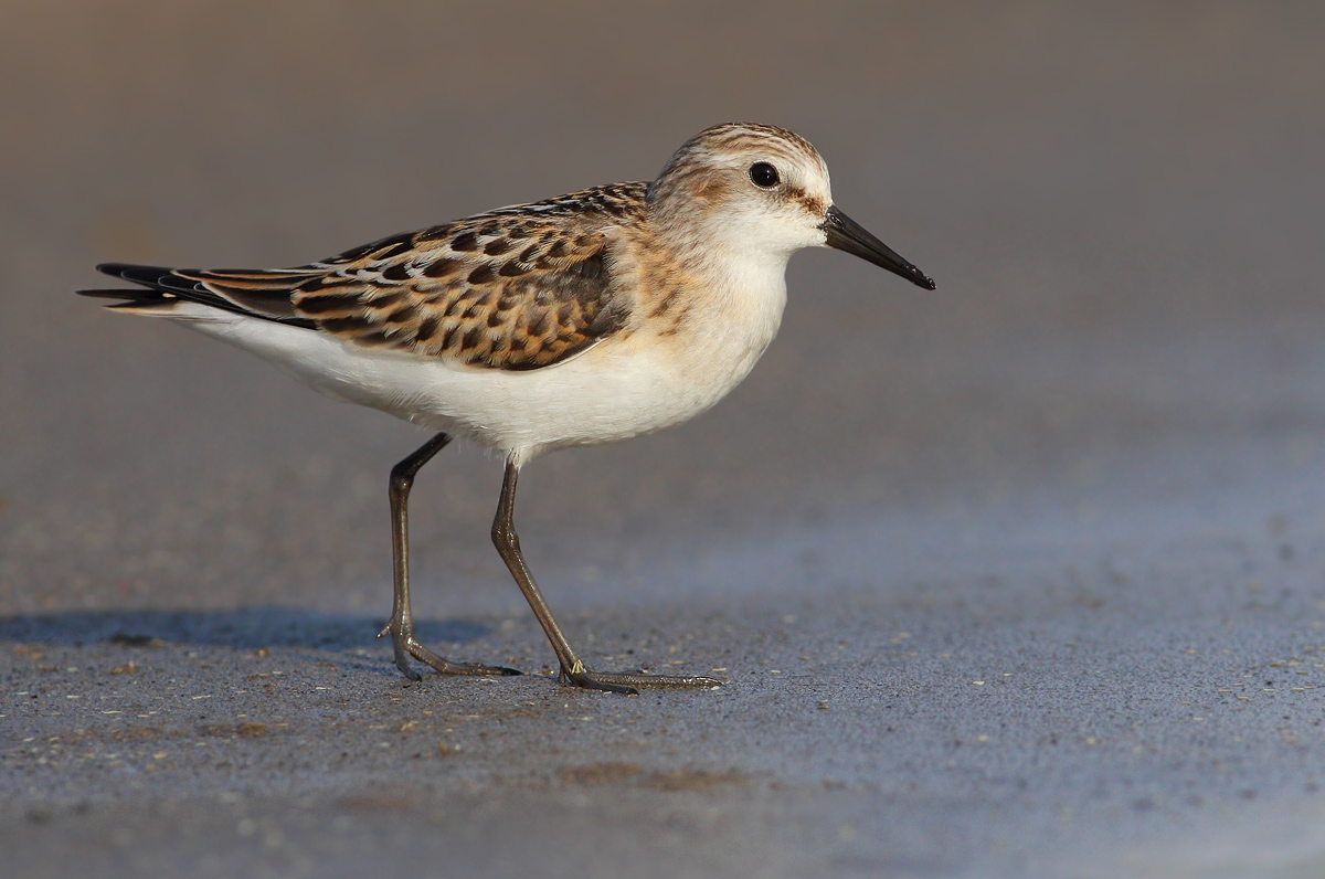 Piovanello tridattilo