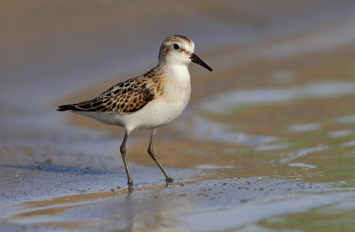 Piovanello tridattilo