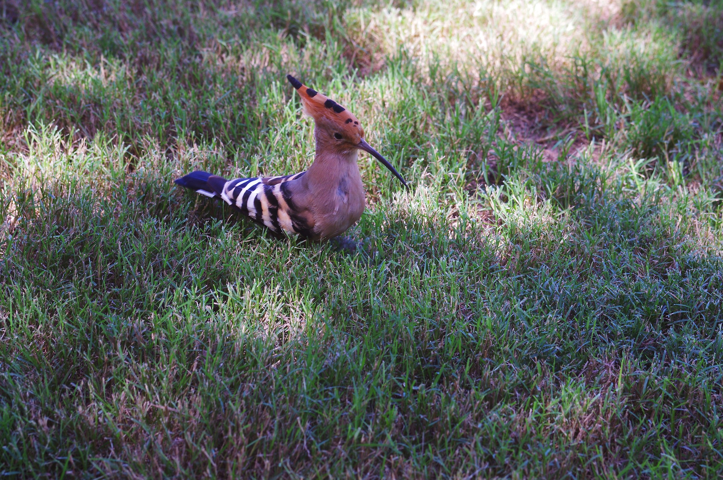 hoopoe