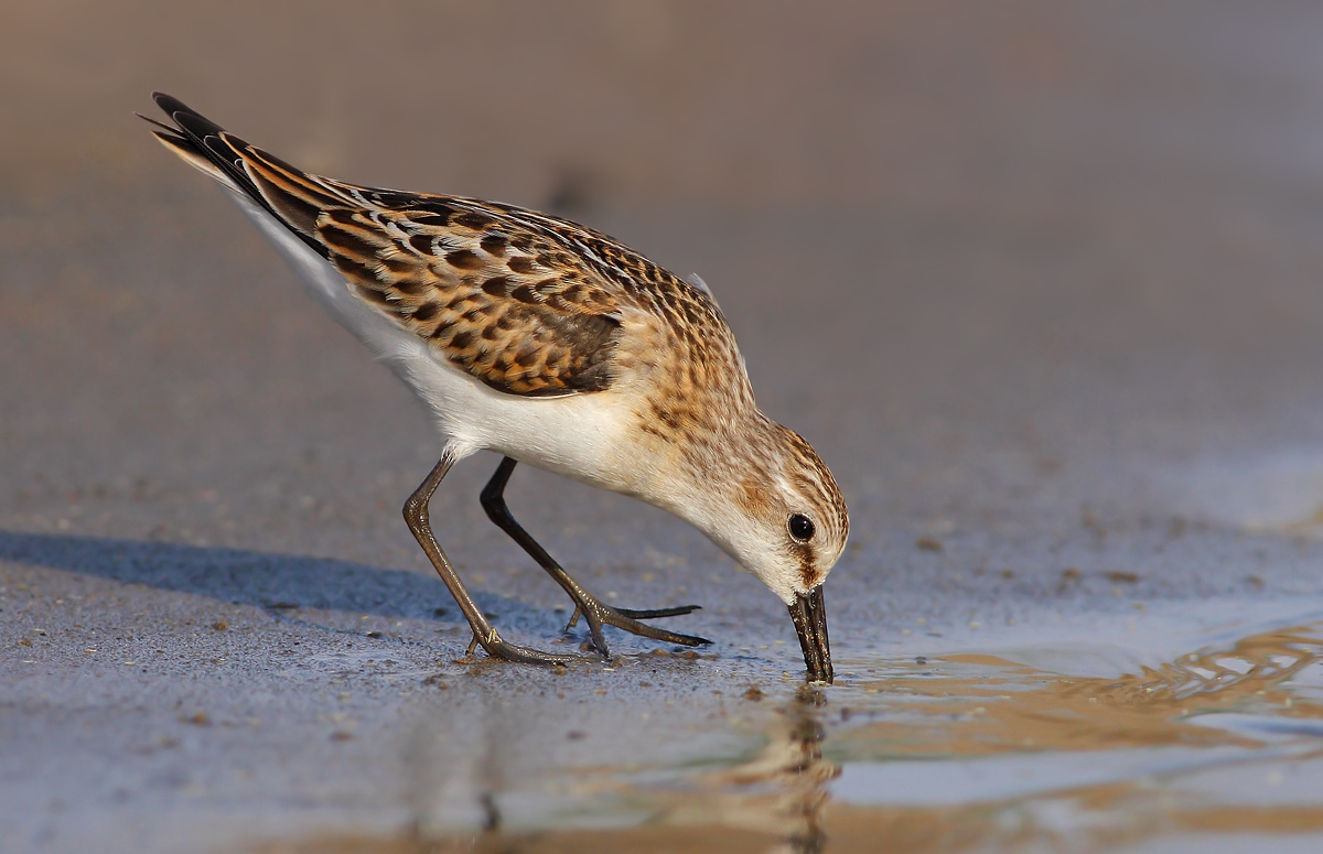 Piovanello tridattilo