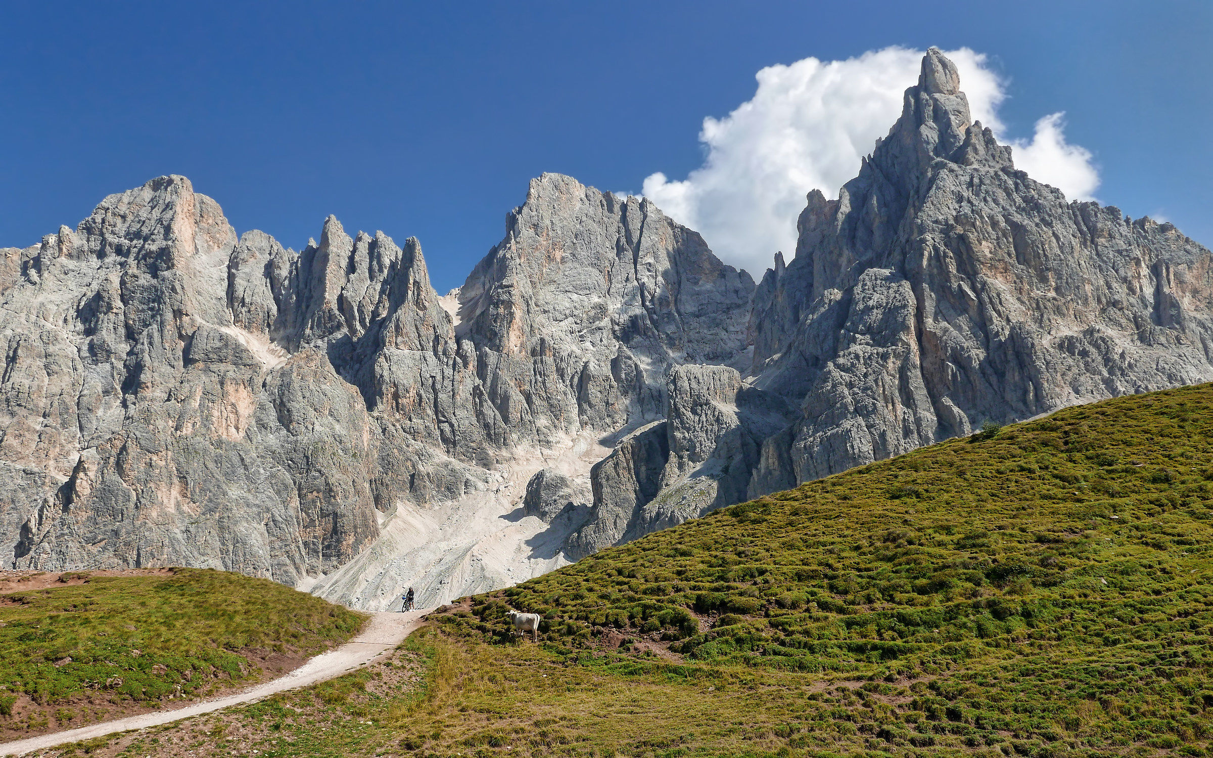 Il ciclista e la mucca