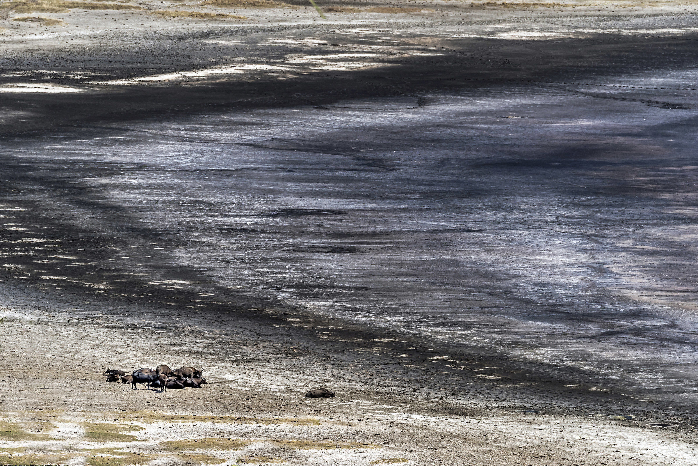 Bufali al crater lake