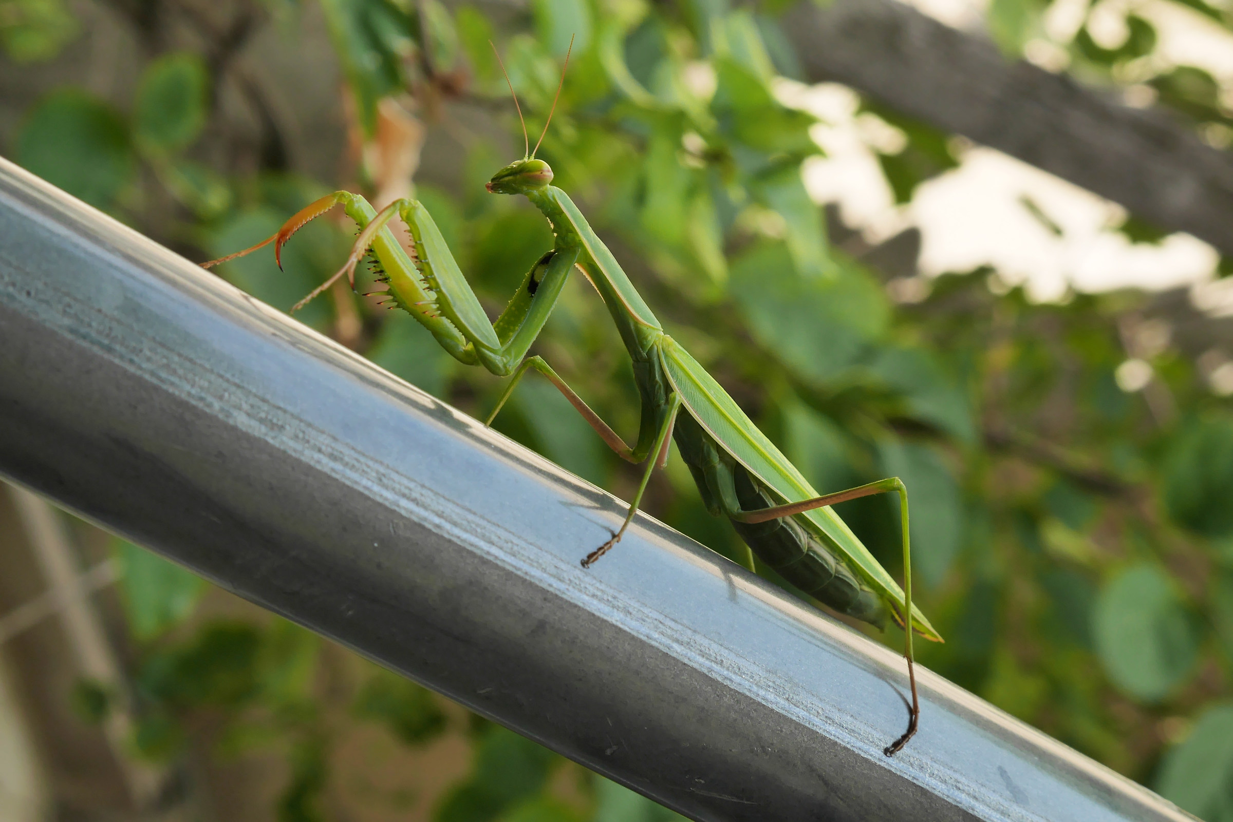 Grasshopper