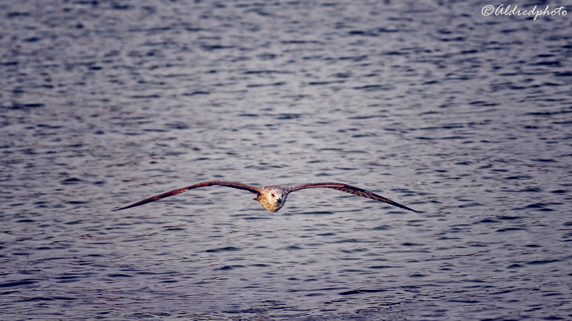 Gull in flight