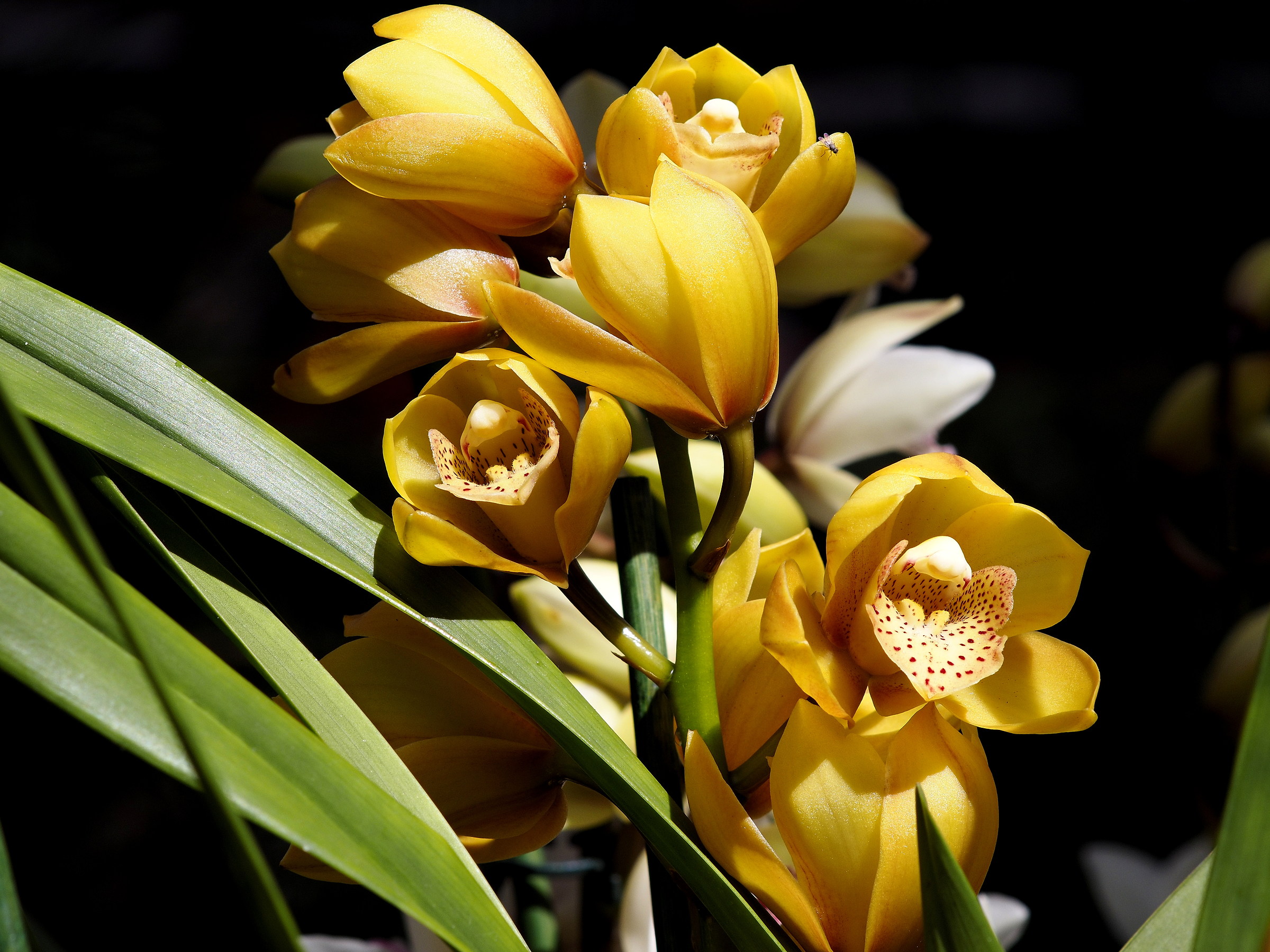Cymbidium orchidea