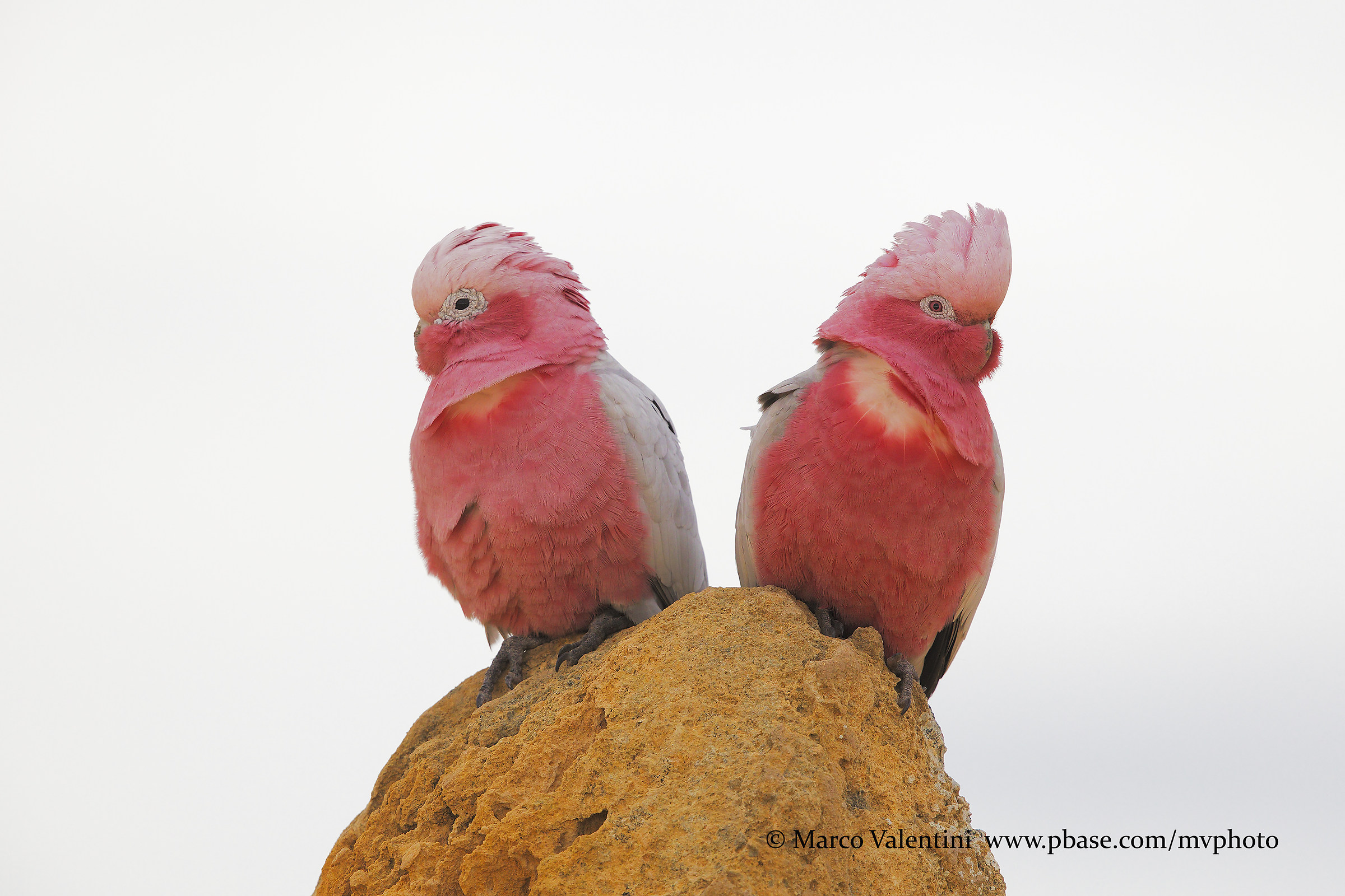 Galah