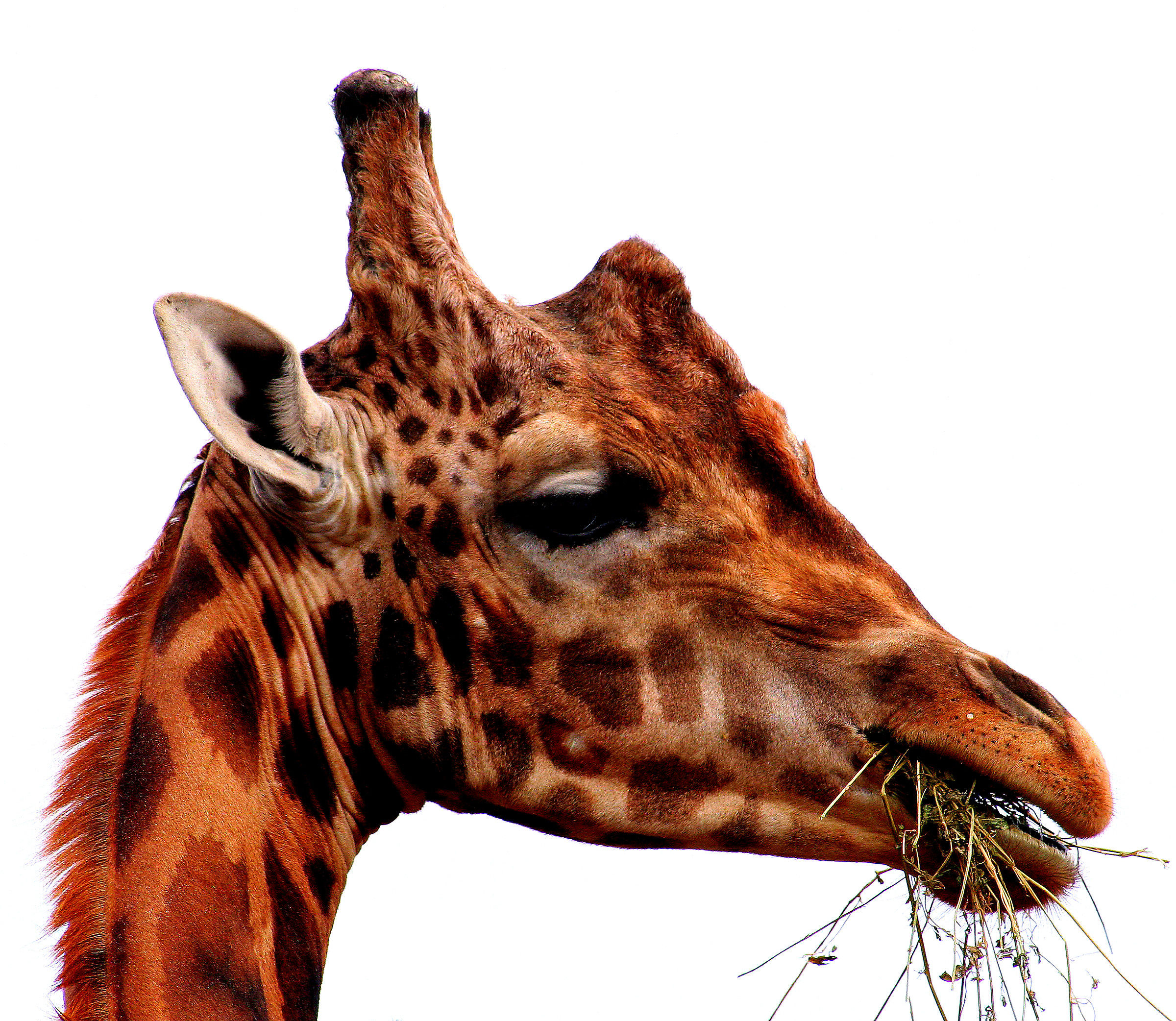 giraffa - zoosafari - fasano