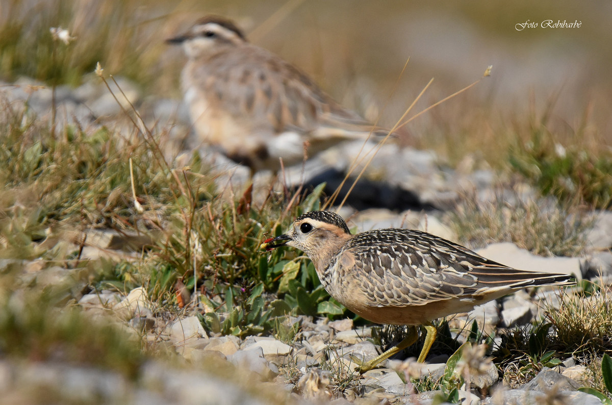 Piviere with prey ...
