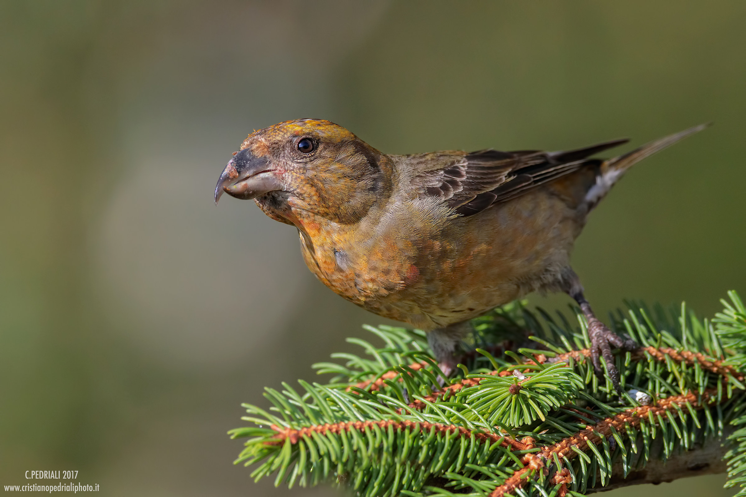Yellow cruises on spruce