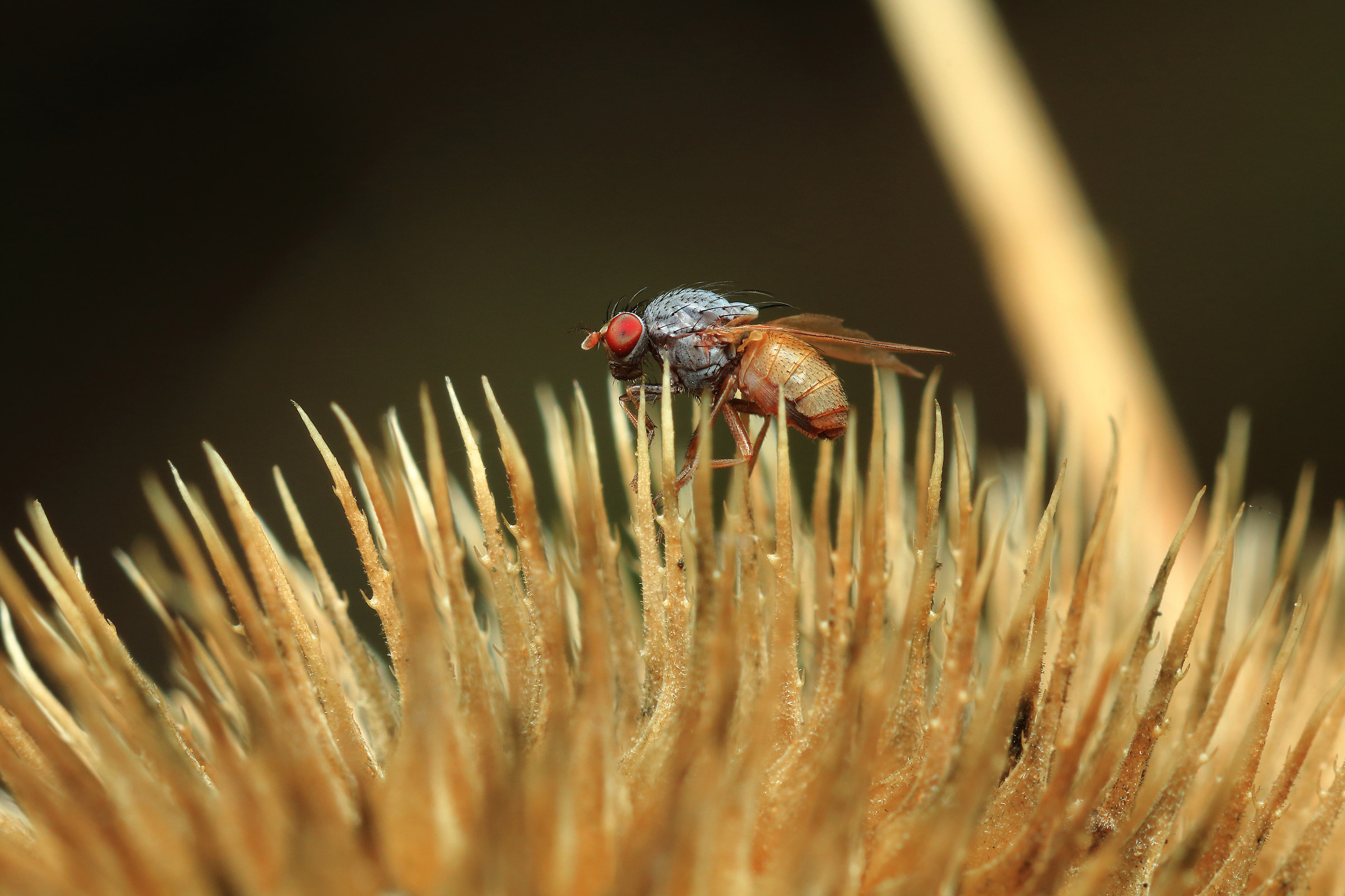 Fly on thistle flower