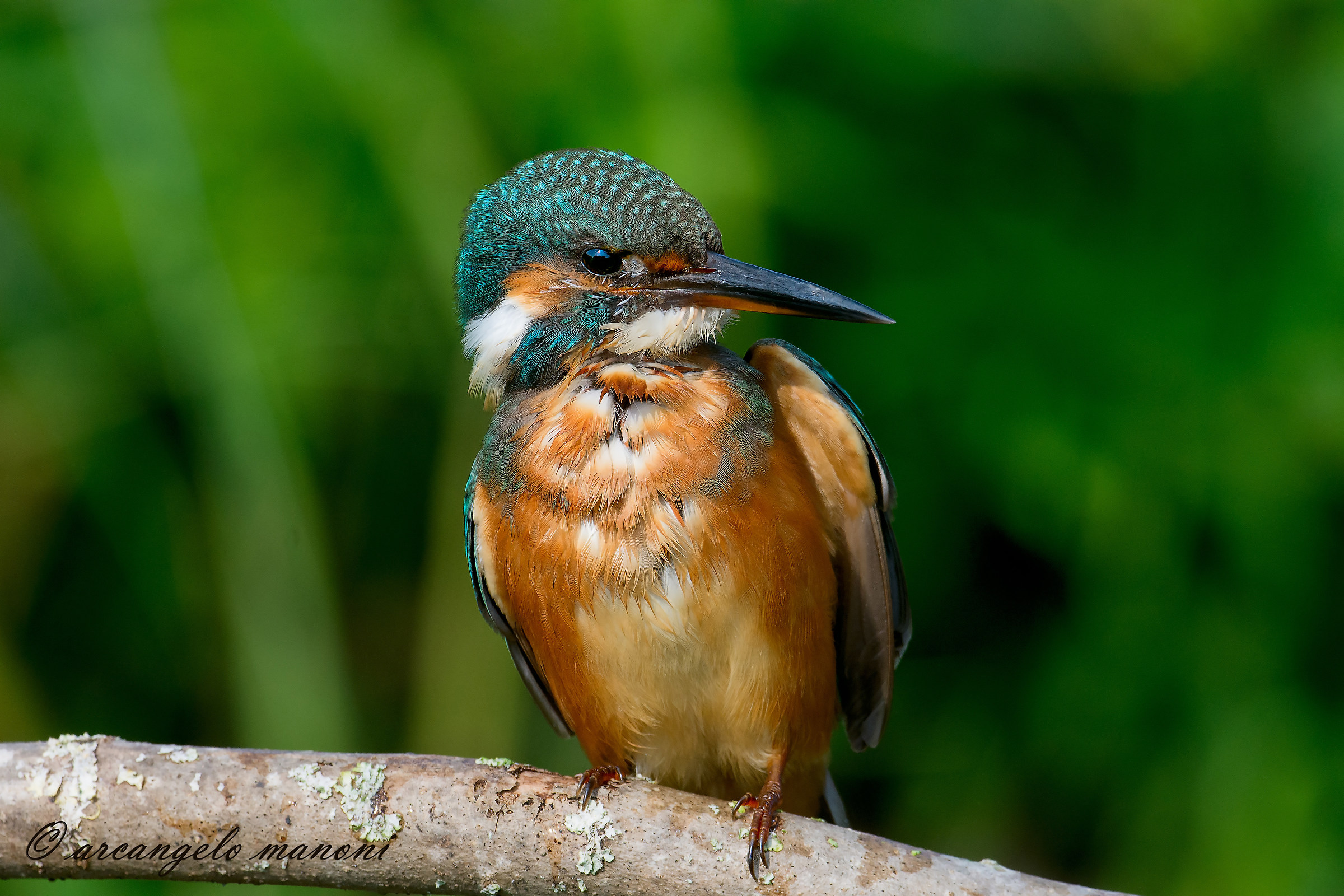 Le penne del martino durante la muta