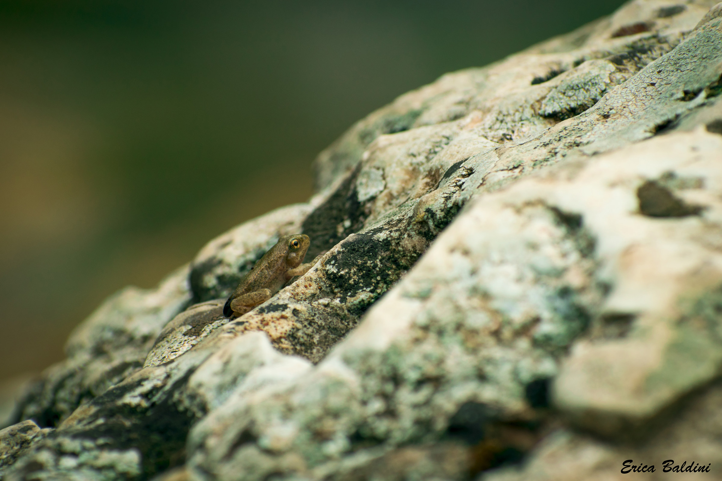 Small specimen of common frog