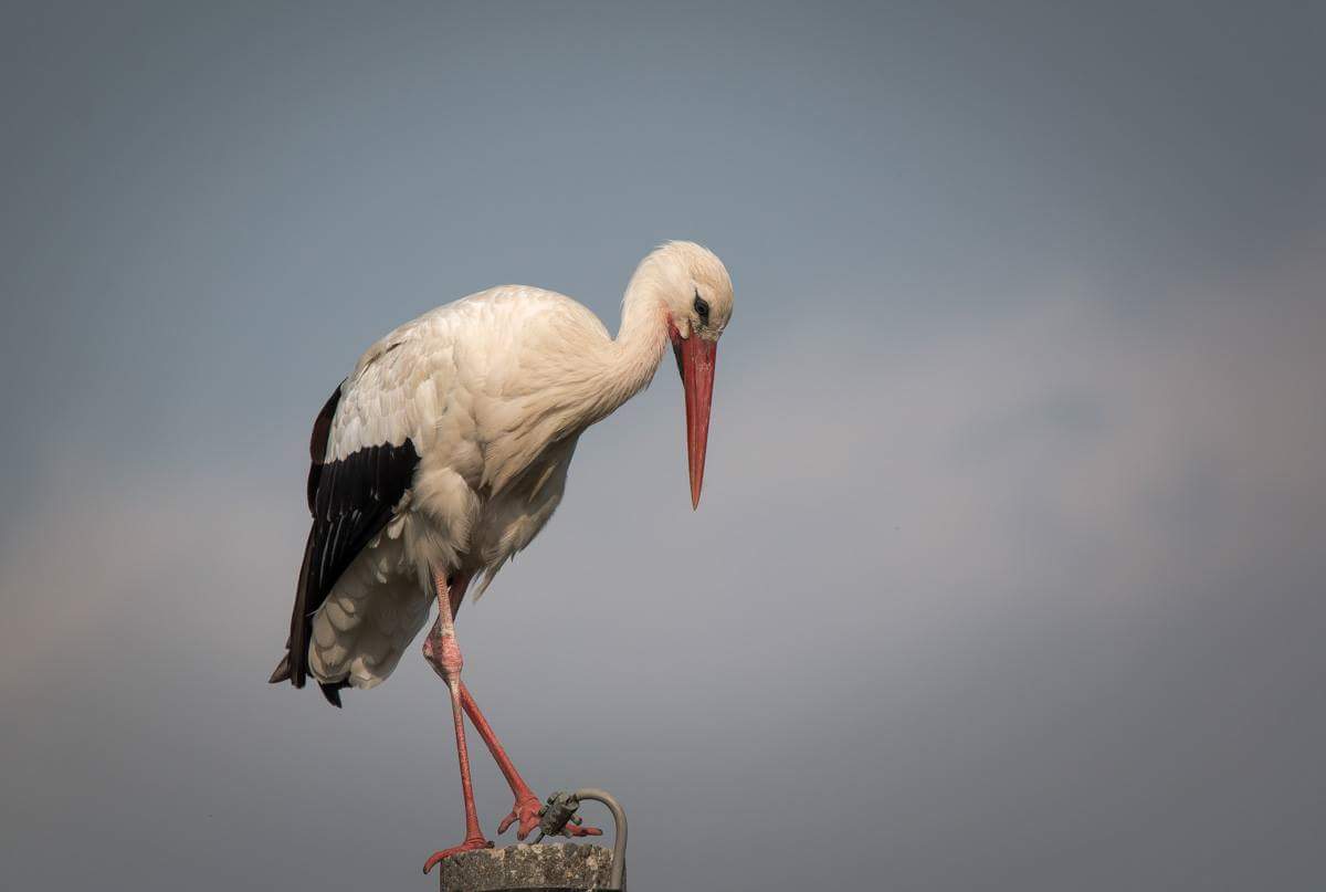 Stork
