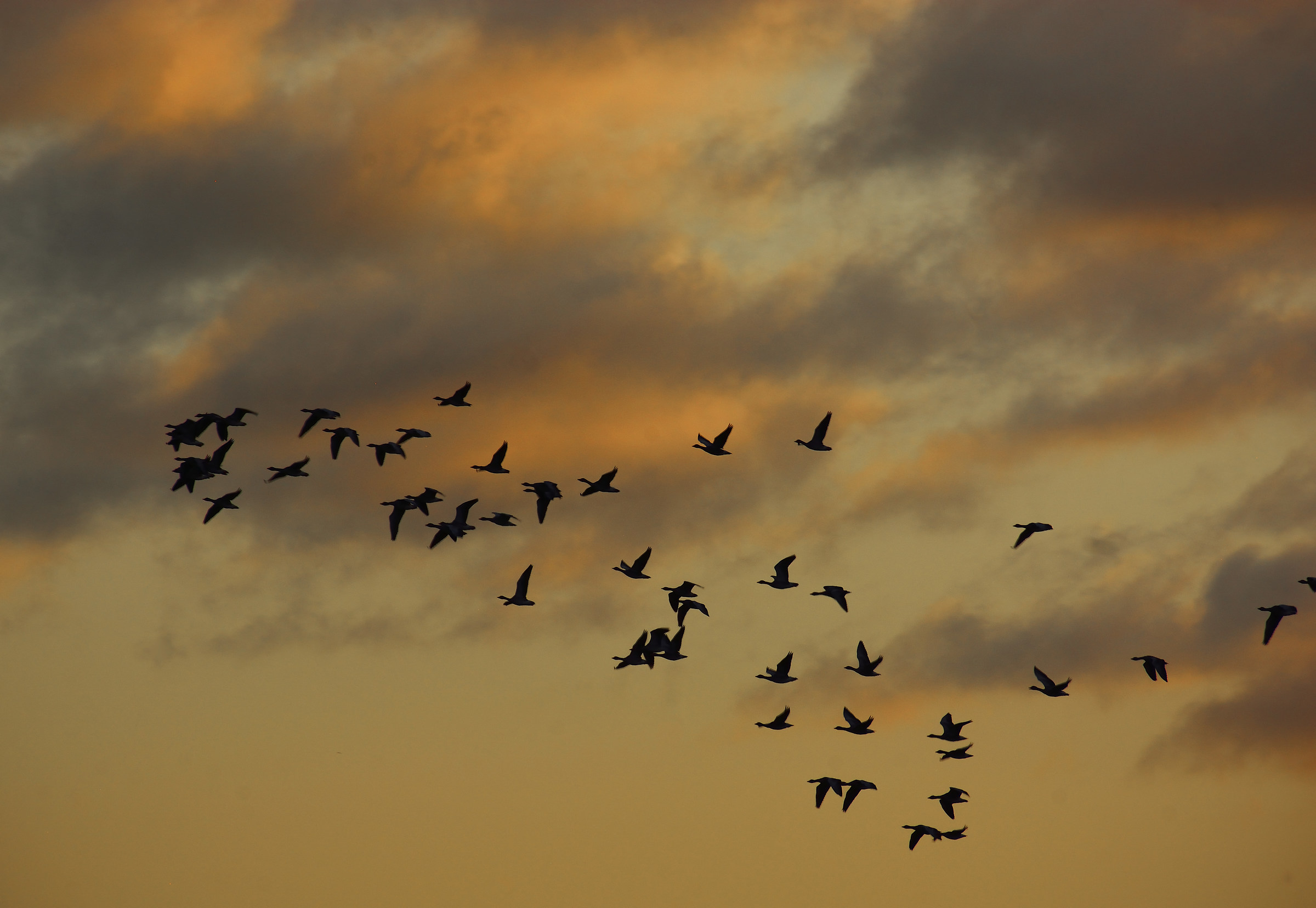 Formazione Dawn (ii)