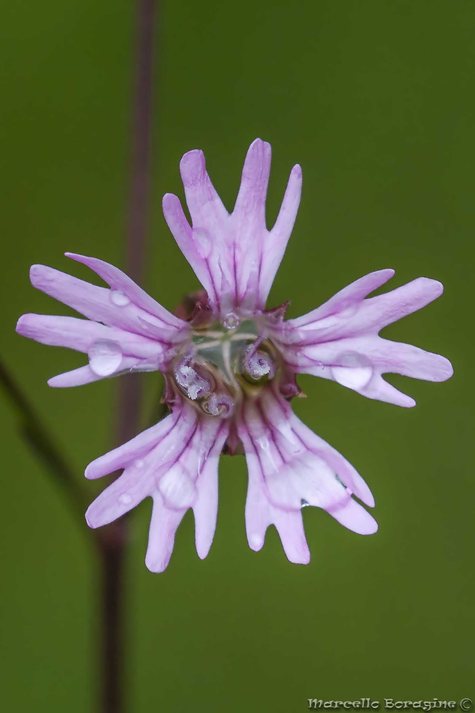 Lychnis flos-cuculiI