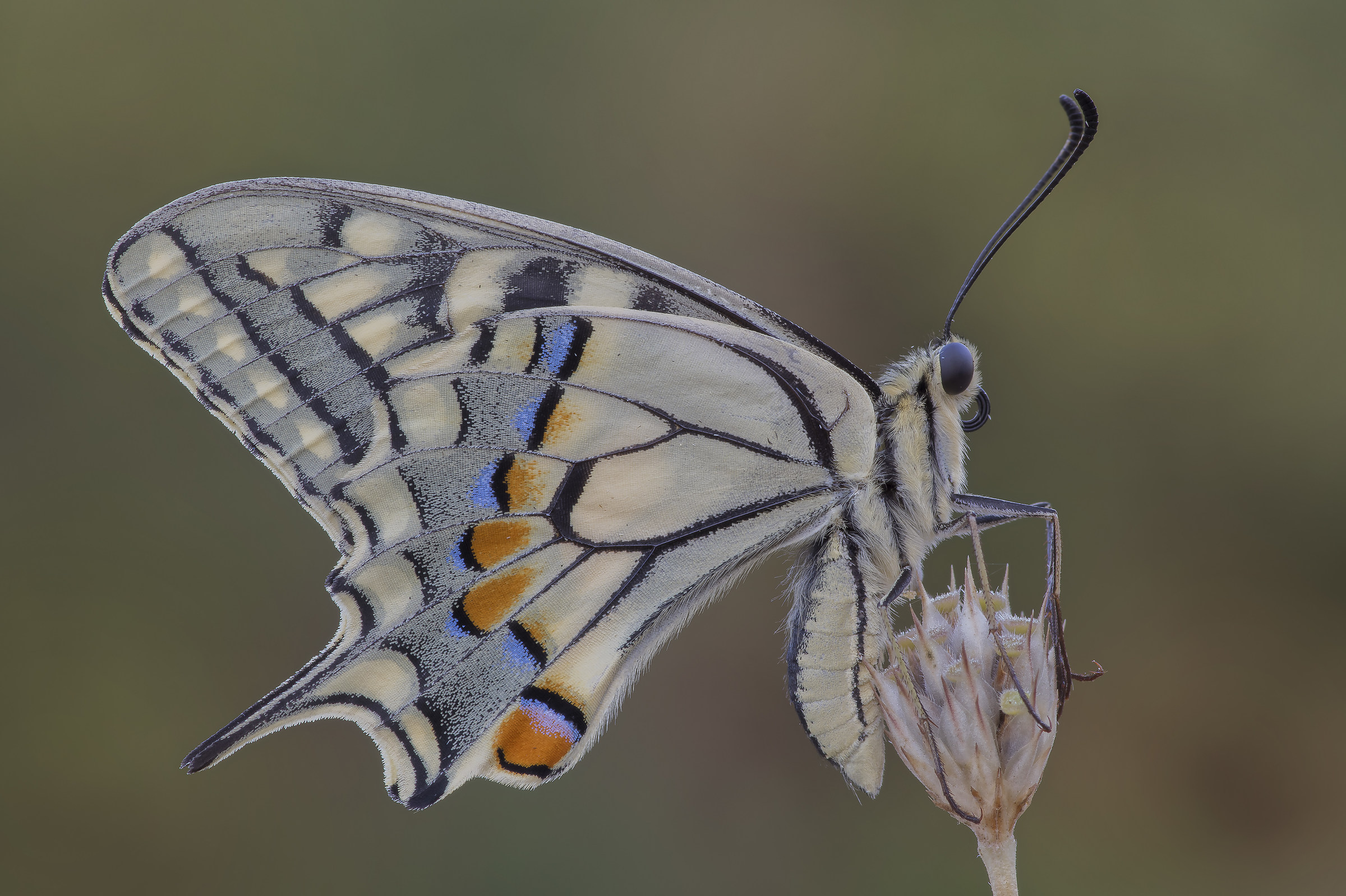 Papilio machaon - pixelshift