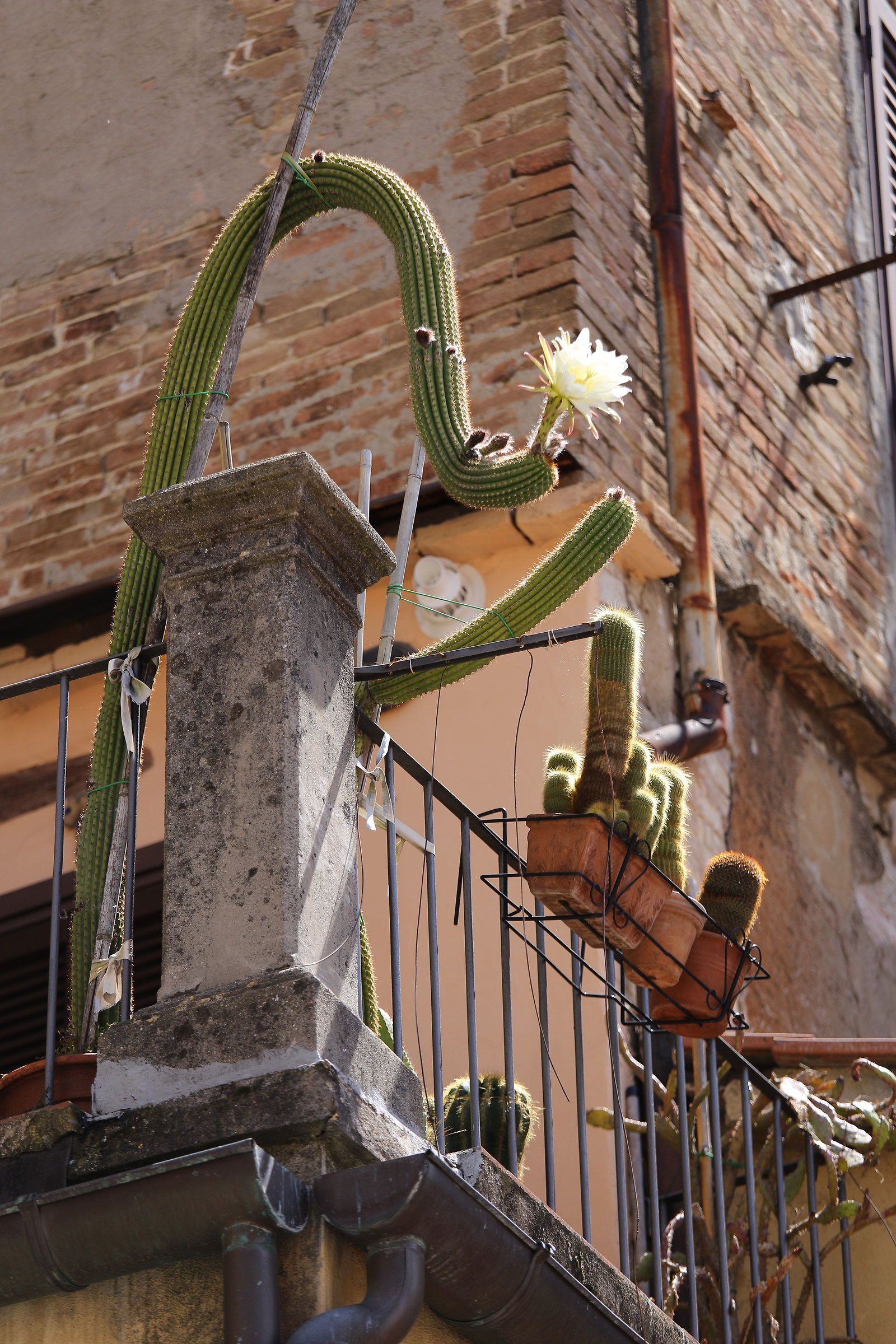 photo of the cactus