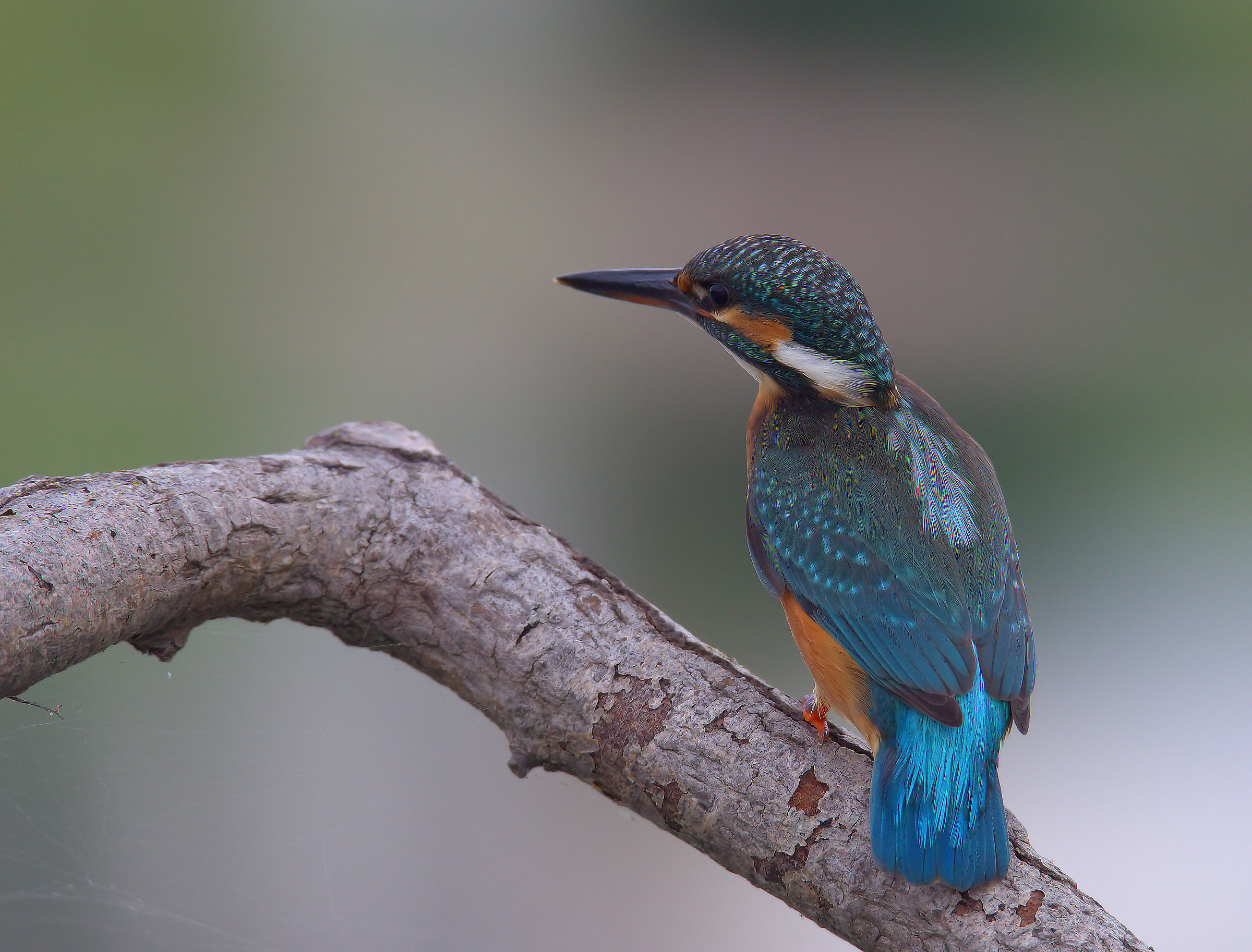 Martin fisherman female