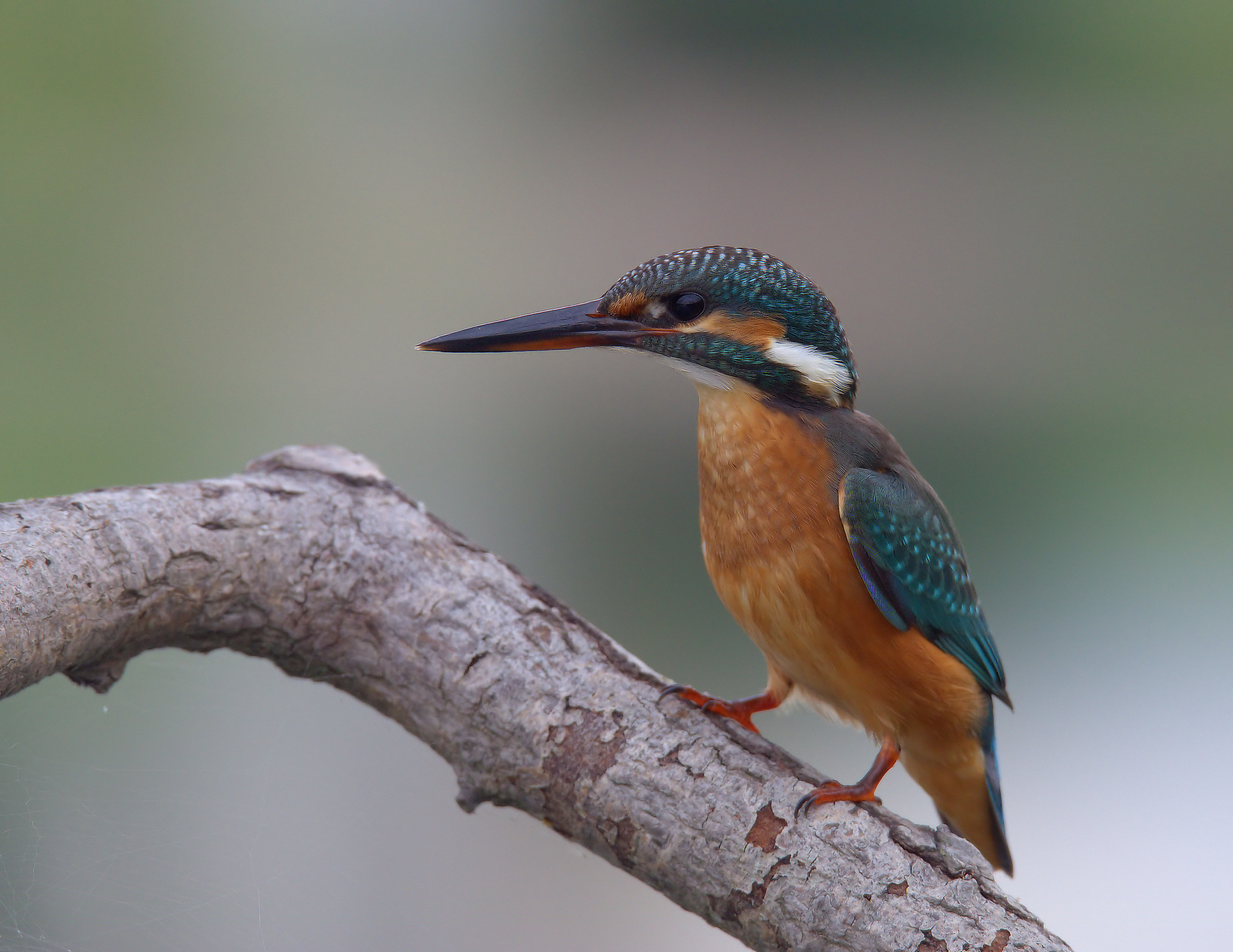 Martin fisherman female