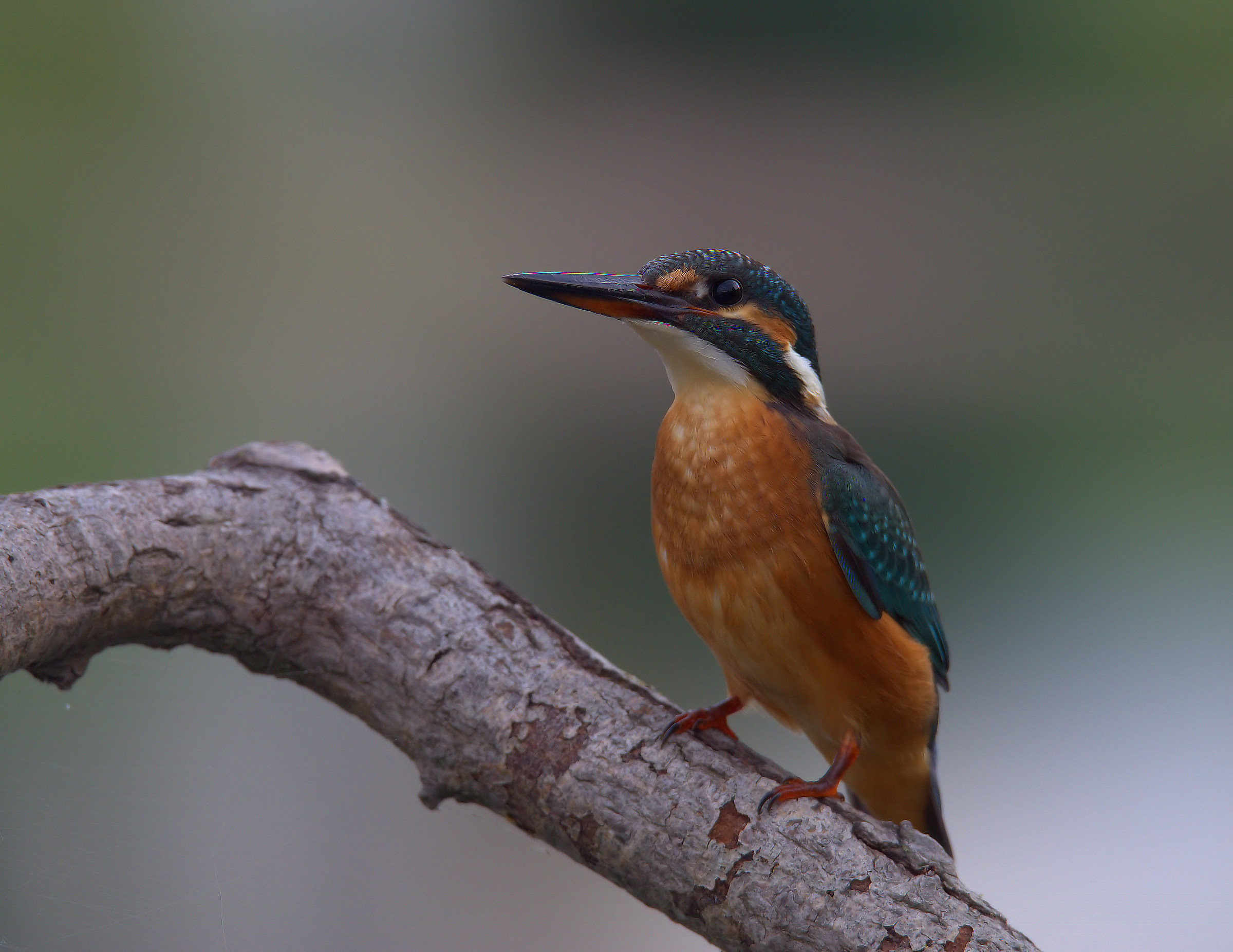 Martin fisherman female