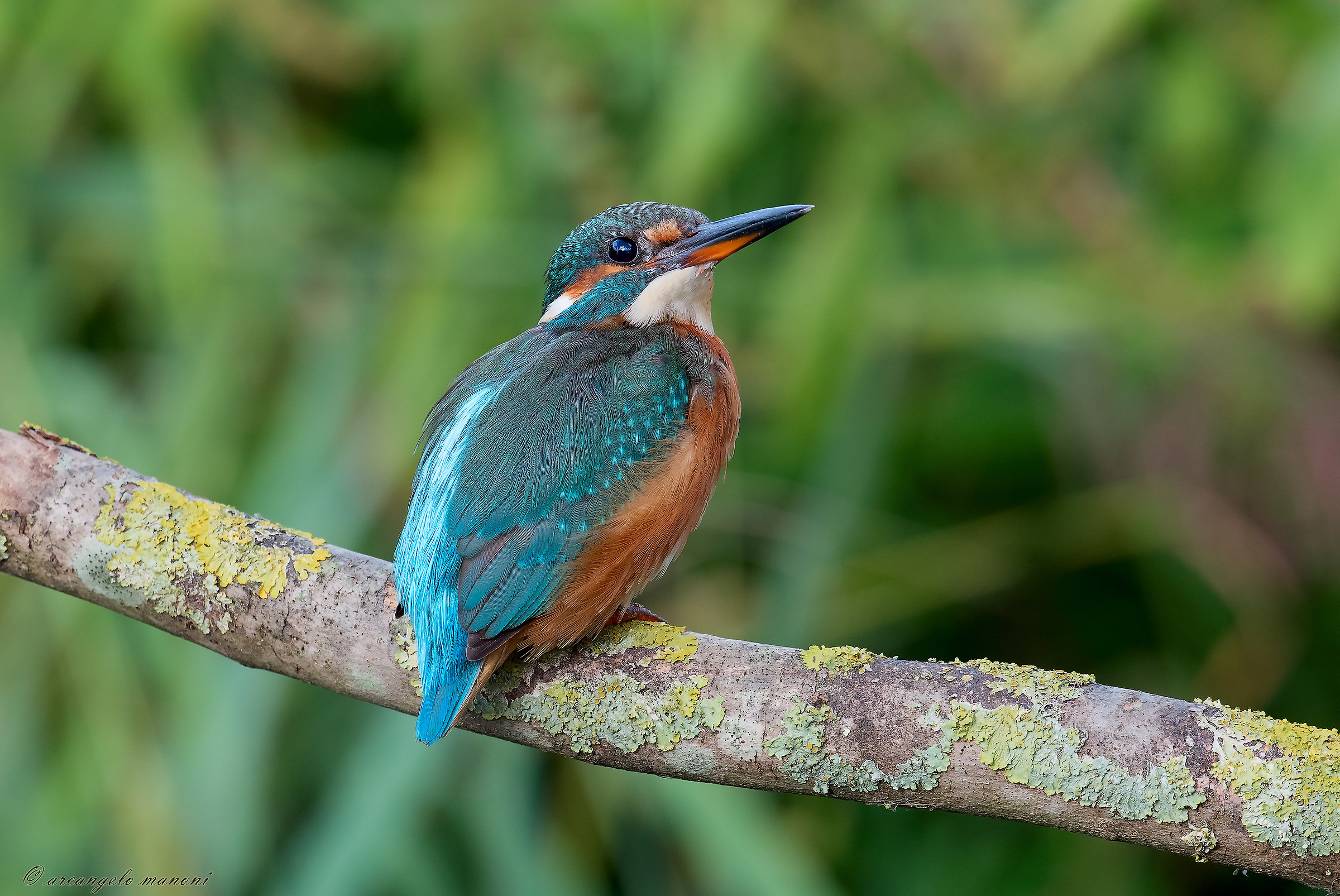 Have a look at the shed