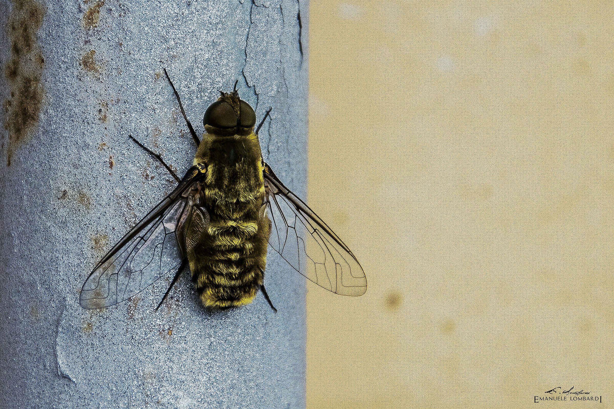 horse-fly