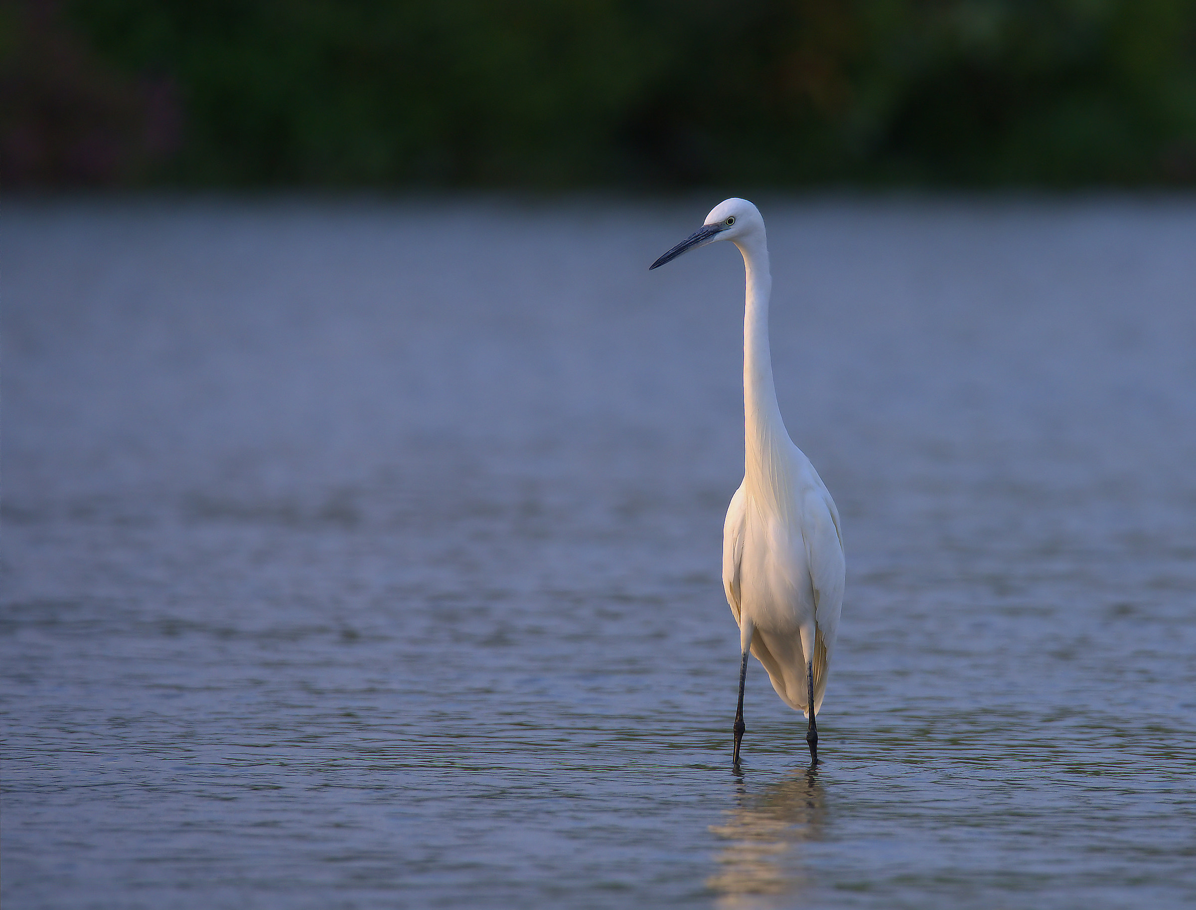 Egret