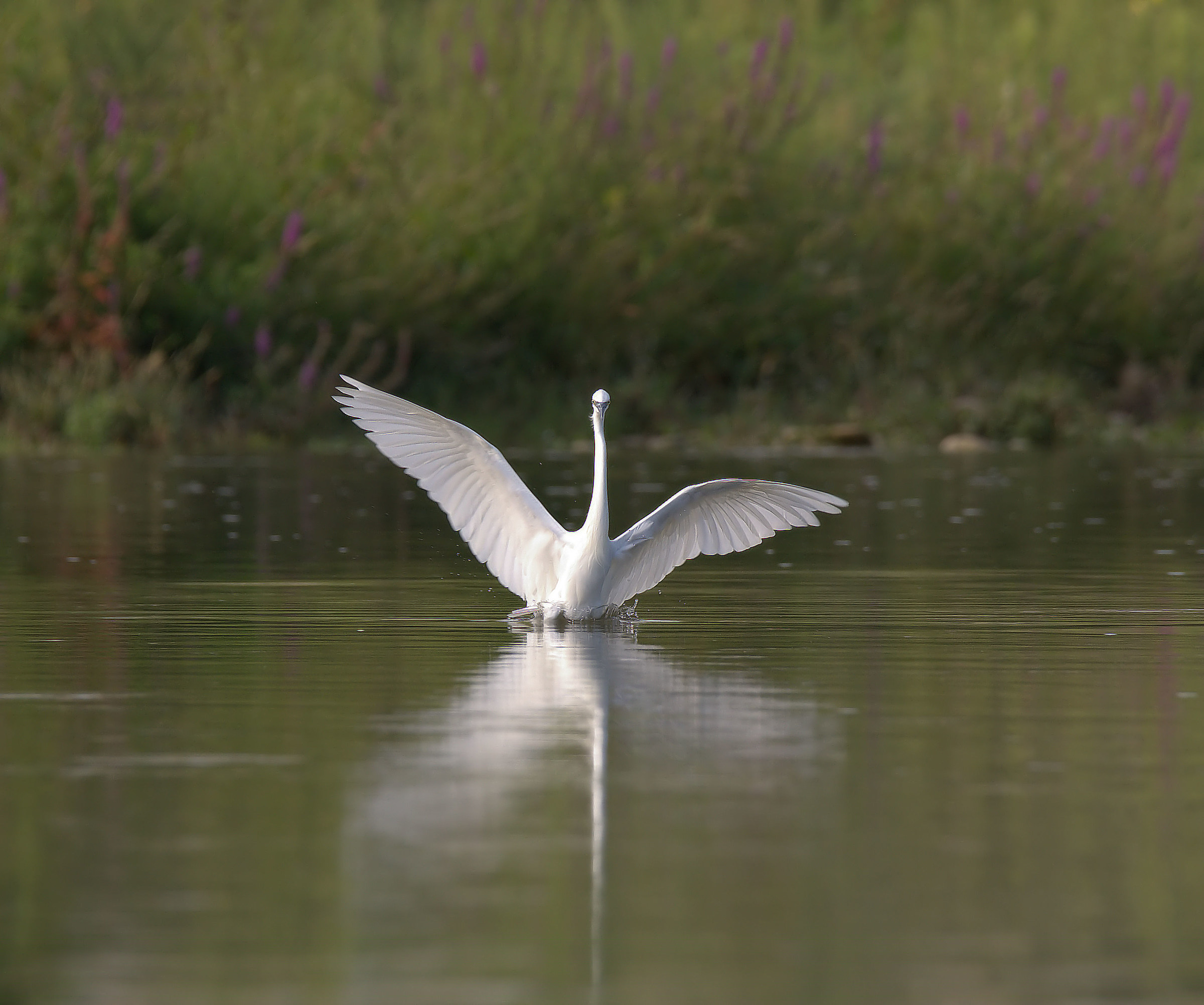 Egret