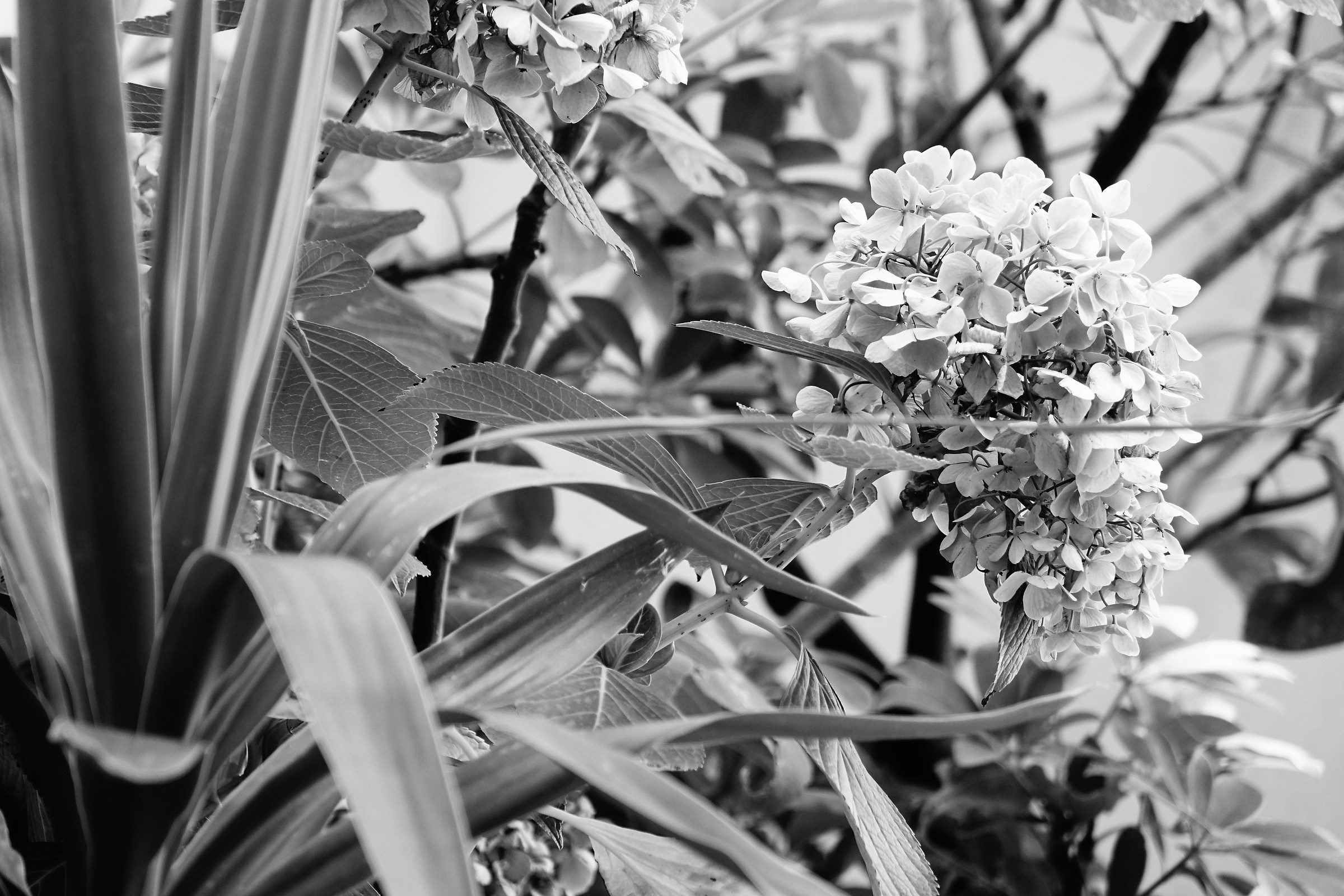 Black and white horticulture