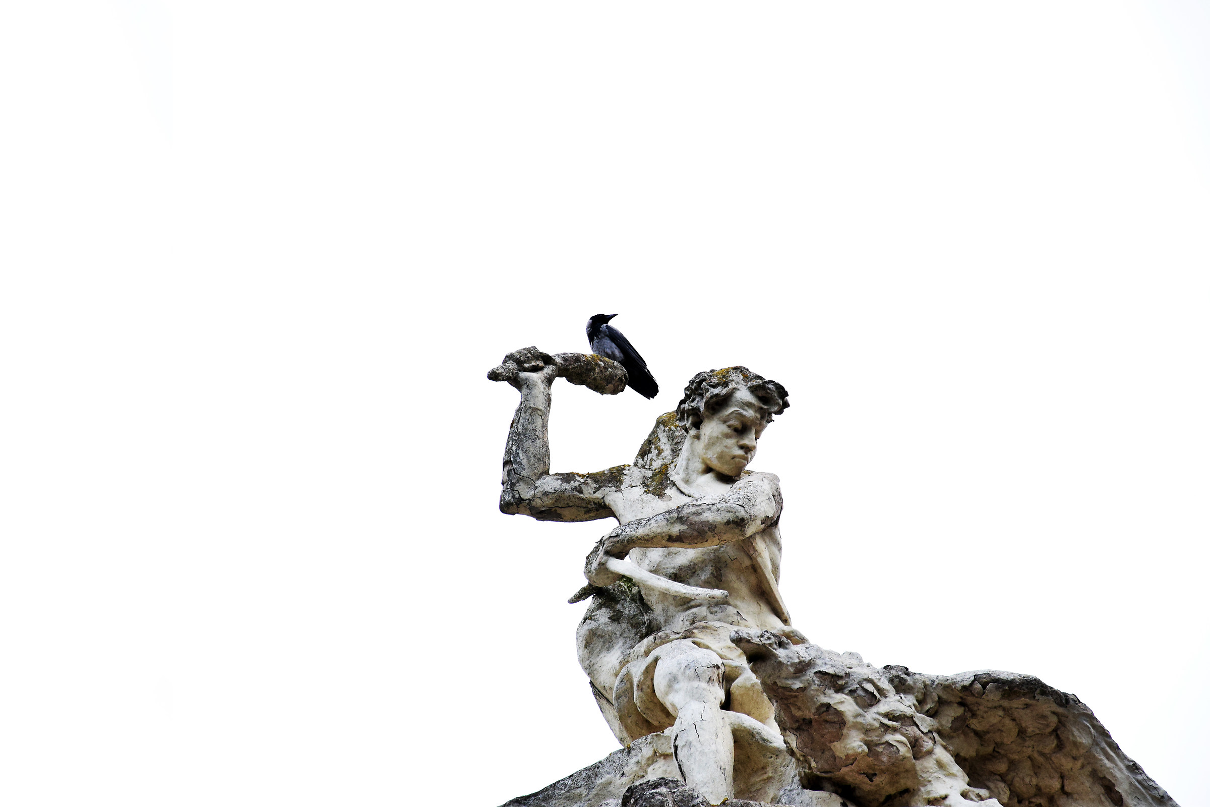 Cornacchia grigia (Corvus cornix)