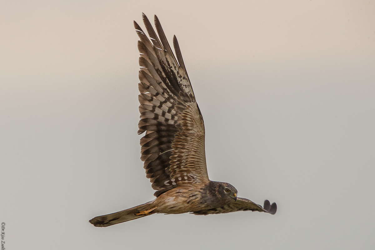 Montagiu's harrier