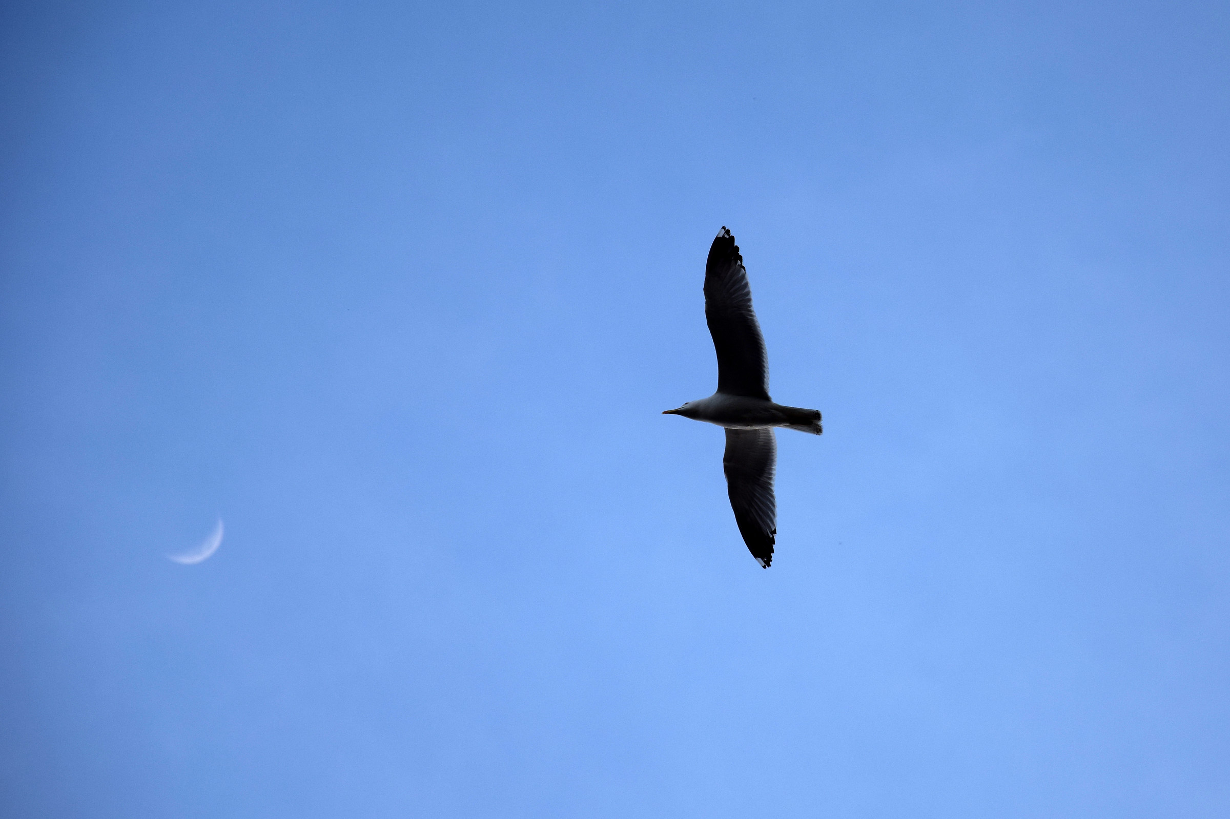 The Seagull and the Moon