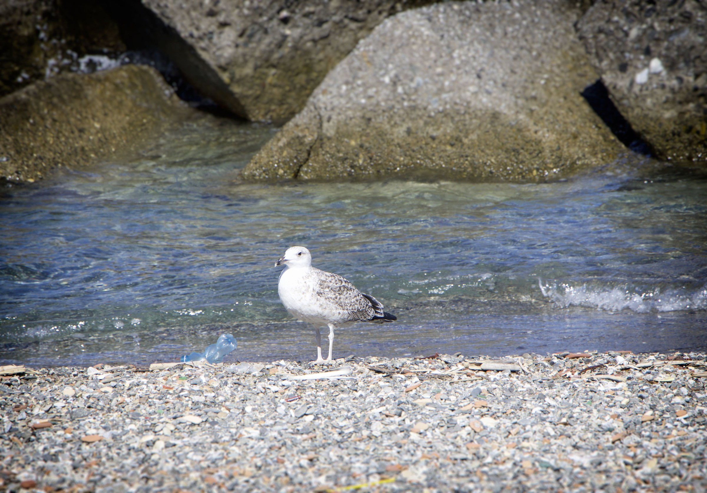 Seagull ..... plastic ....