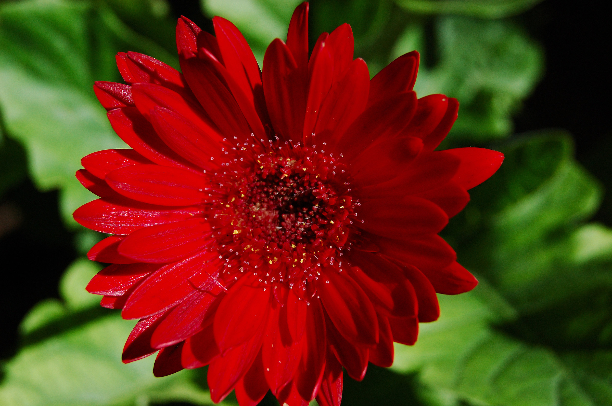 red gerbera