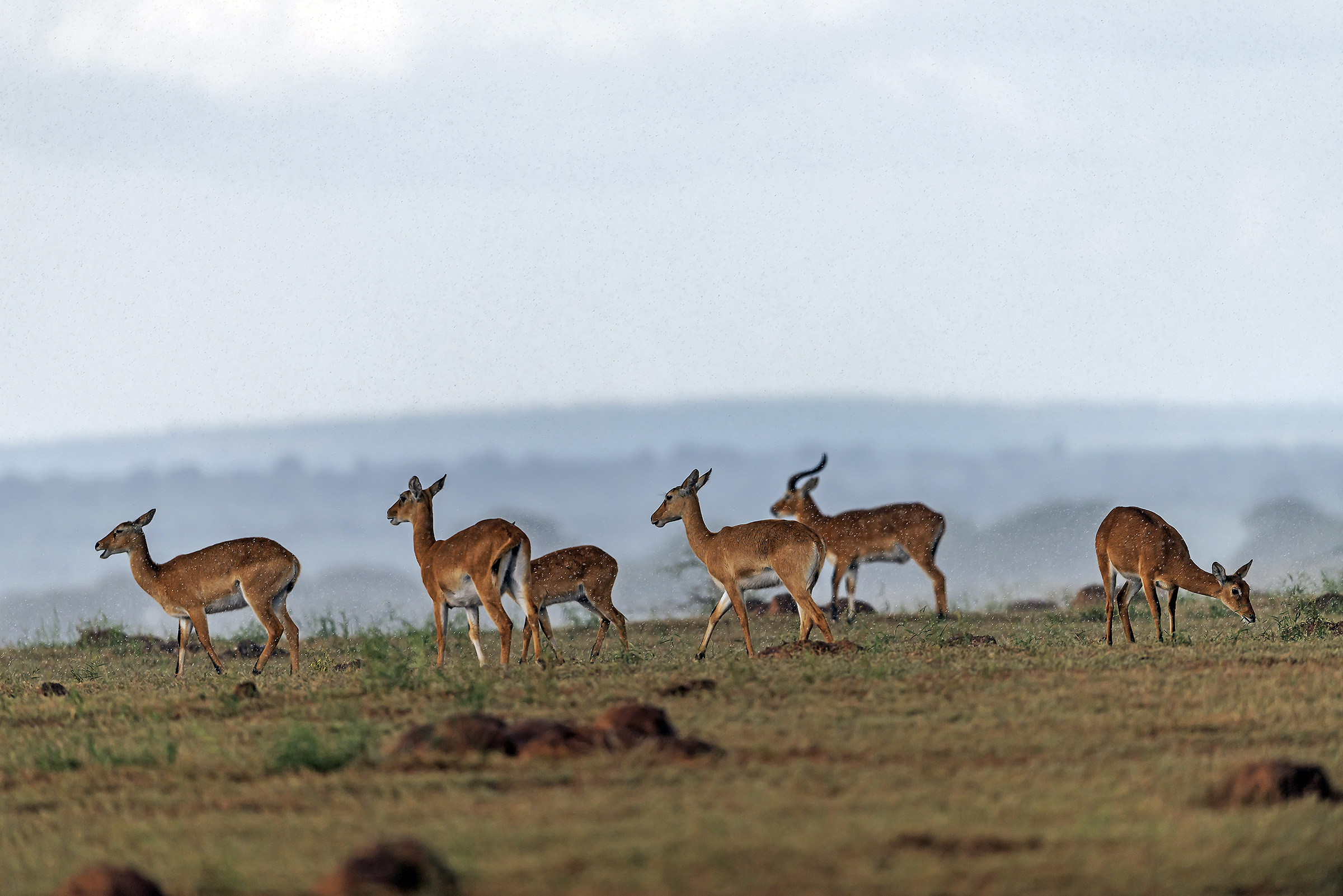 Sotto il temporale - Uganda