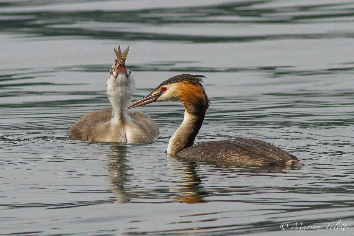 The meal of the young Great Crested Grebe