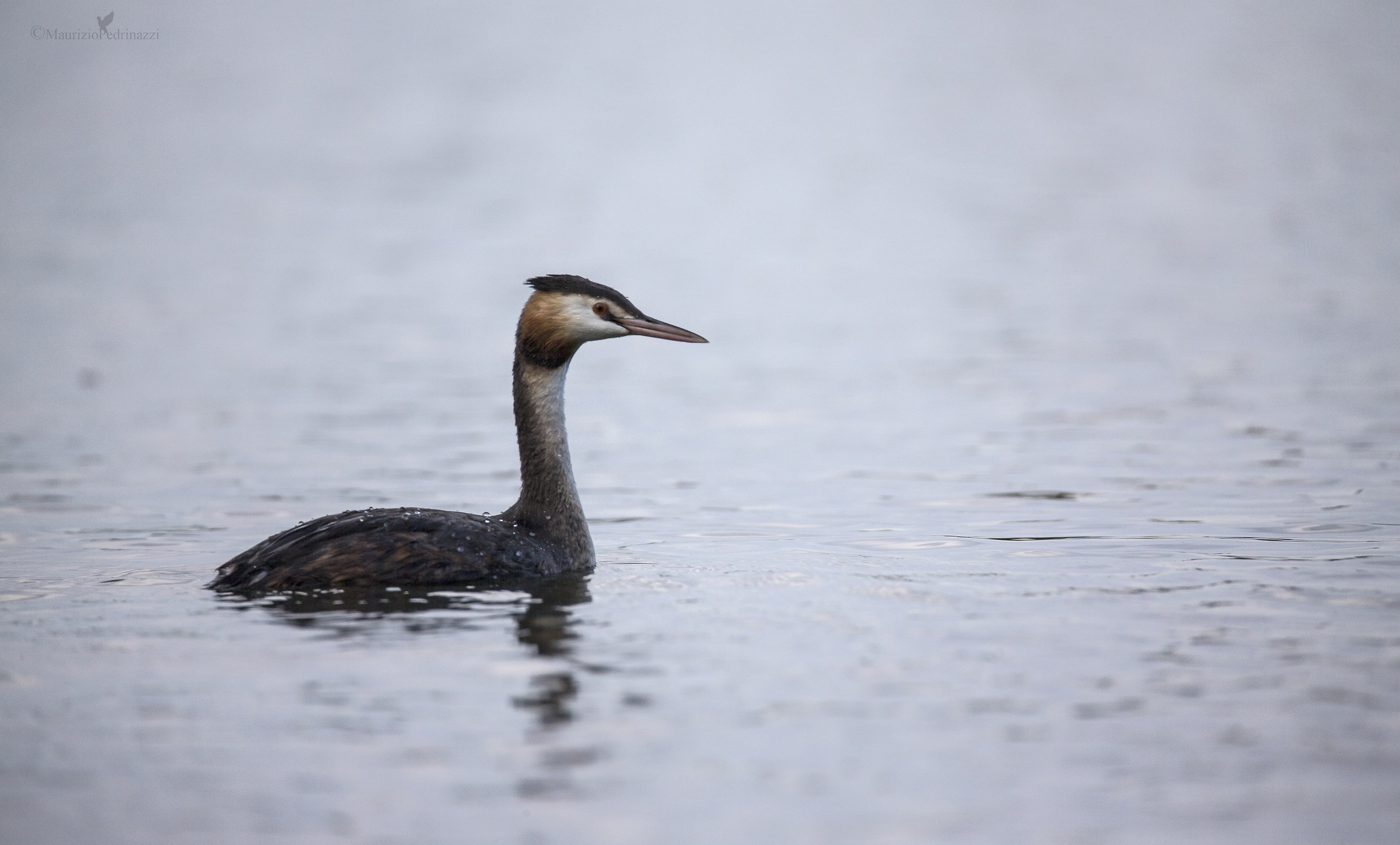 Svasso maggiore-Mergus merganser.