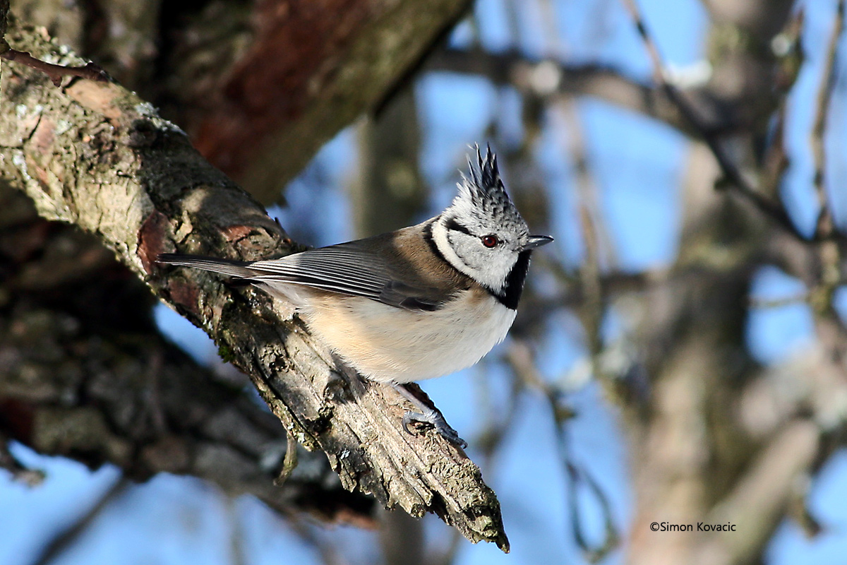 Parus cristatus
