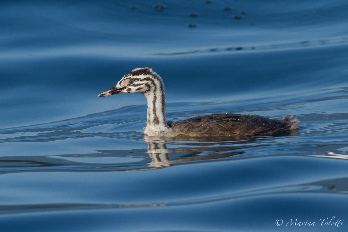 The young Great Crested Grebe