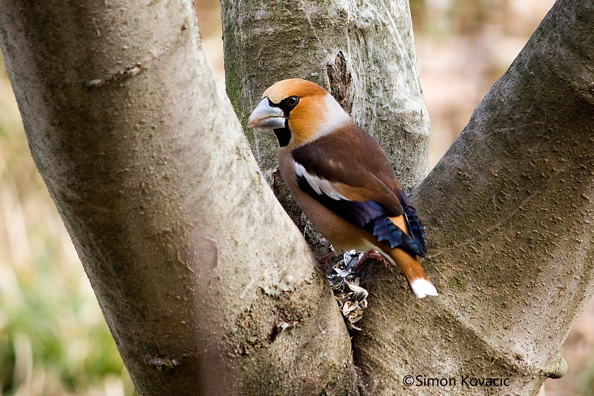 Coccothraustes coccothraustes