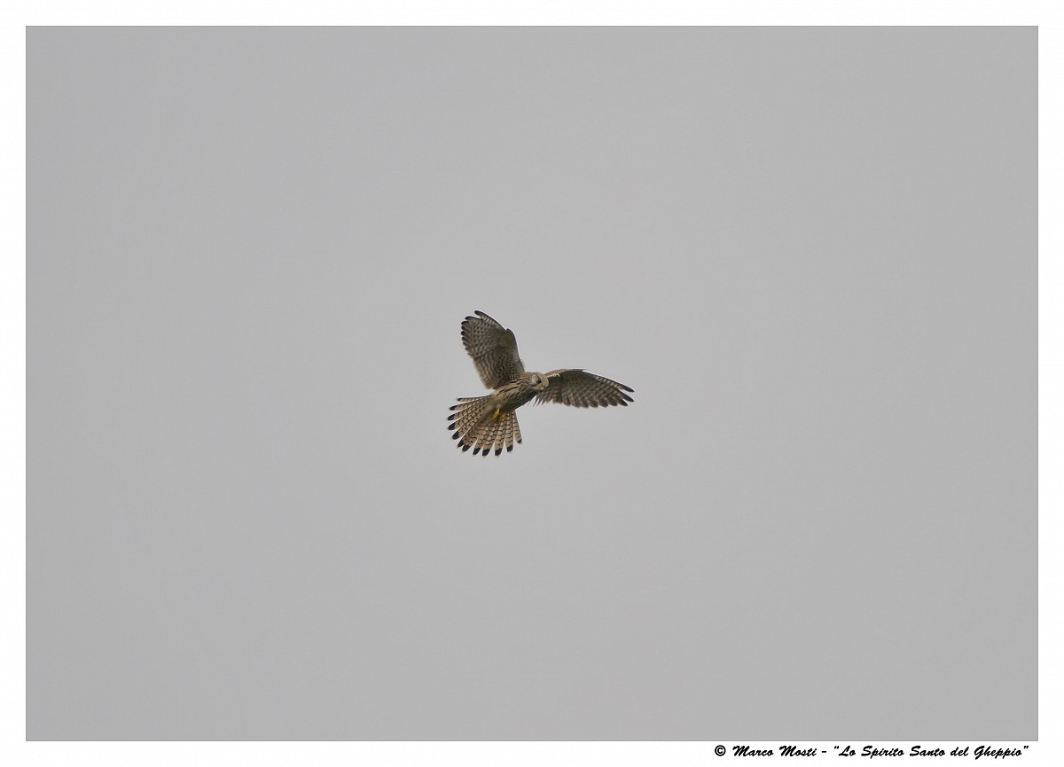 The Holy Spirit of the Kestrel