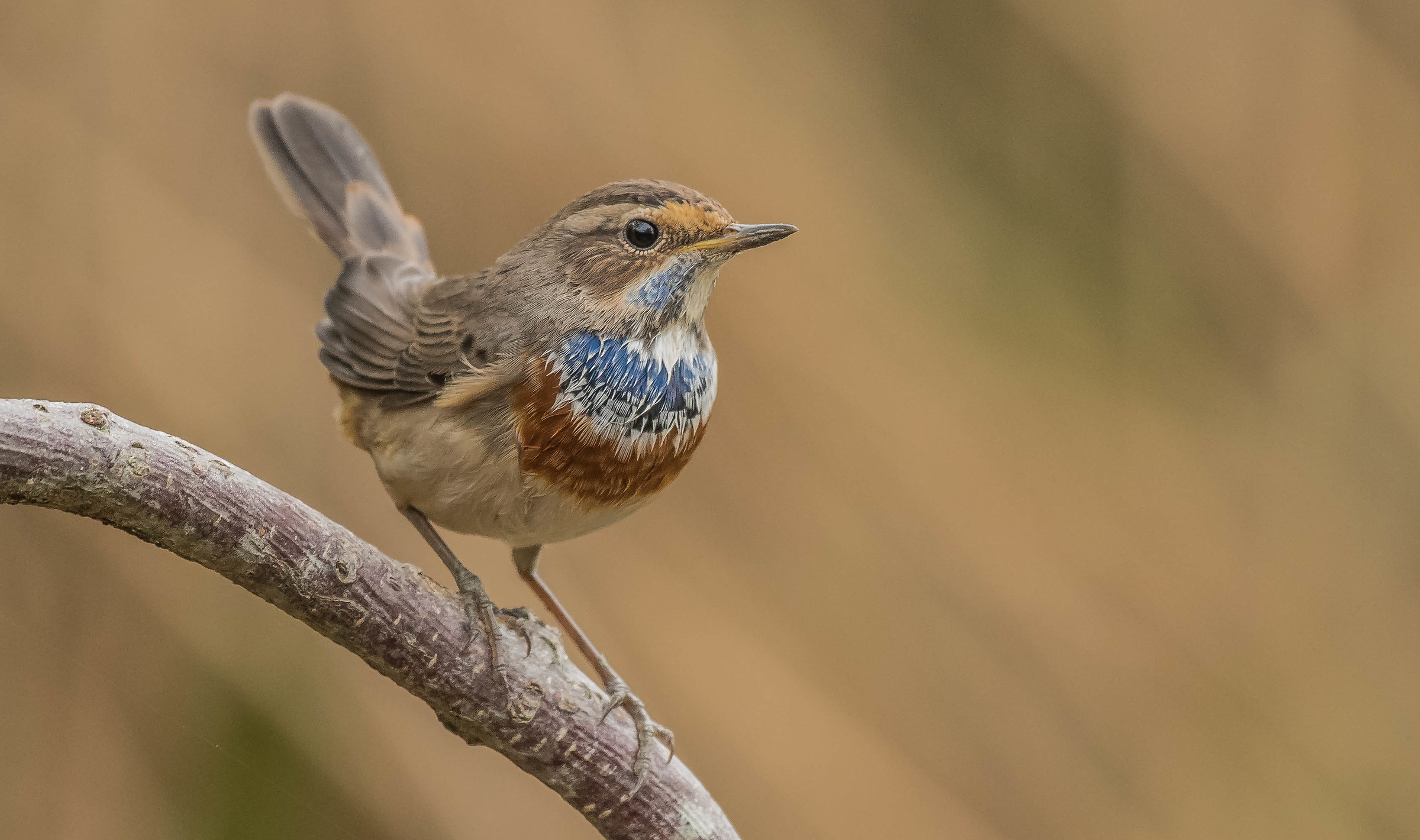 bluethroat