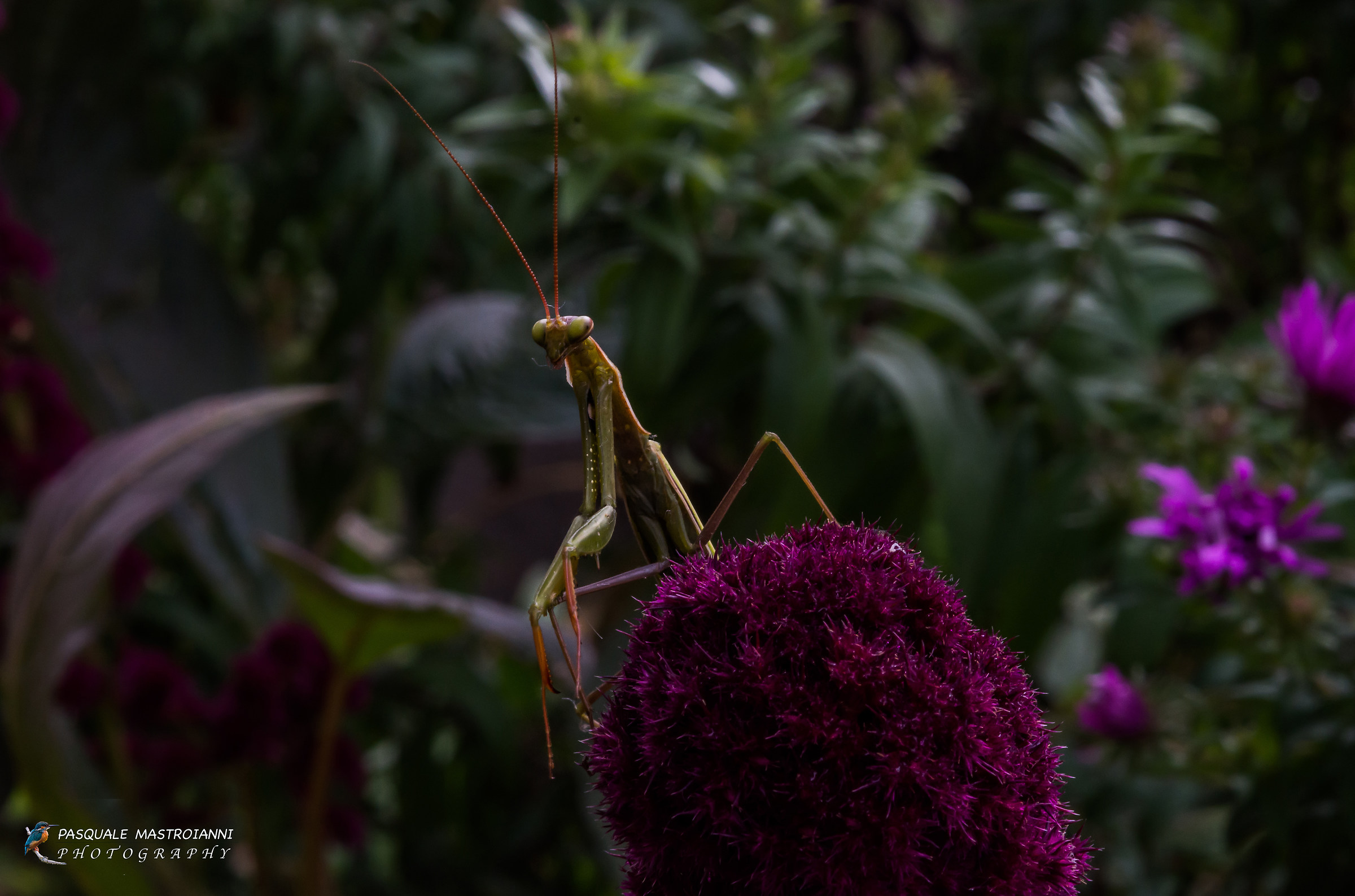 Religious Mantis (European Mantis)