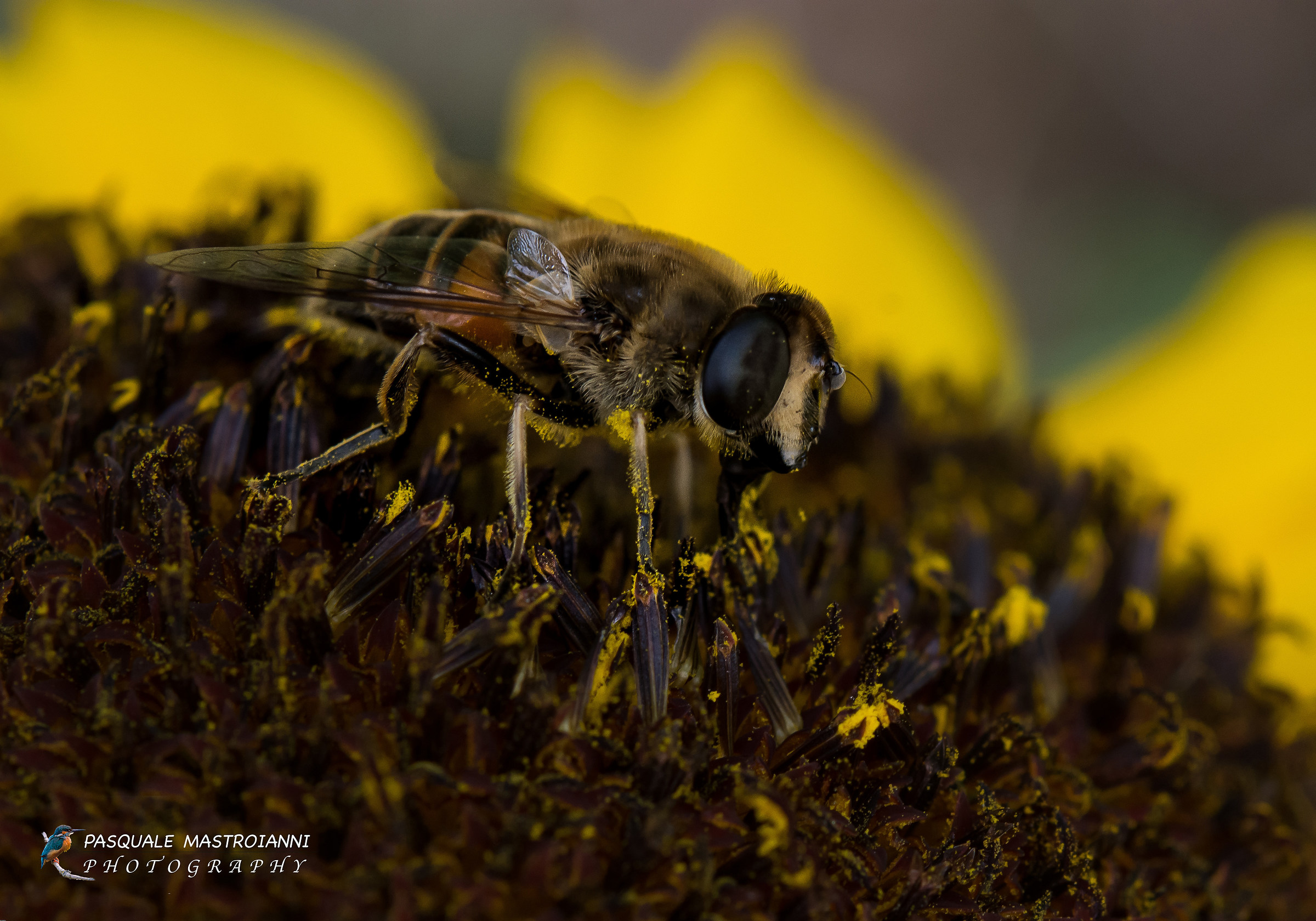 Bee (European Bee)