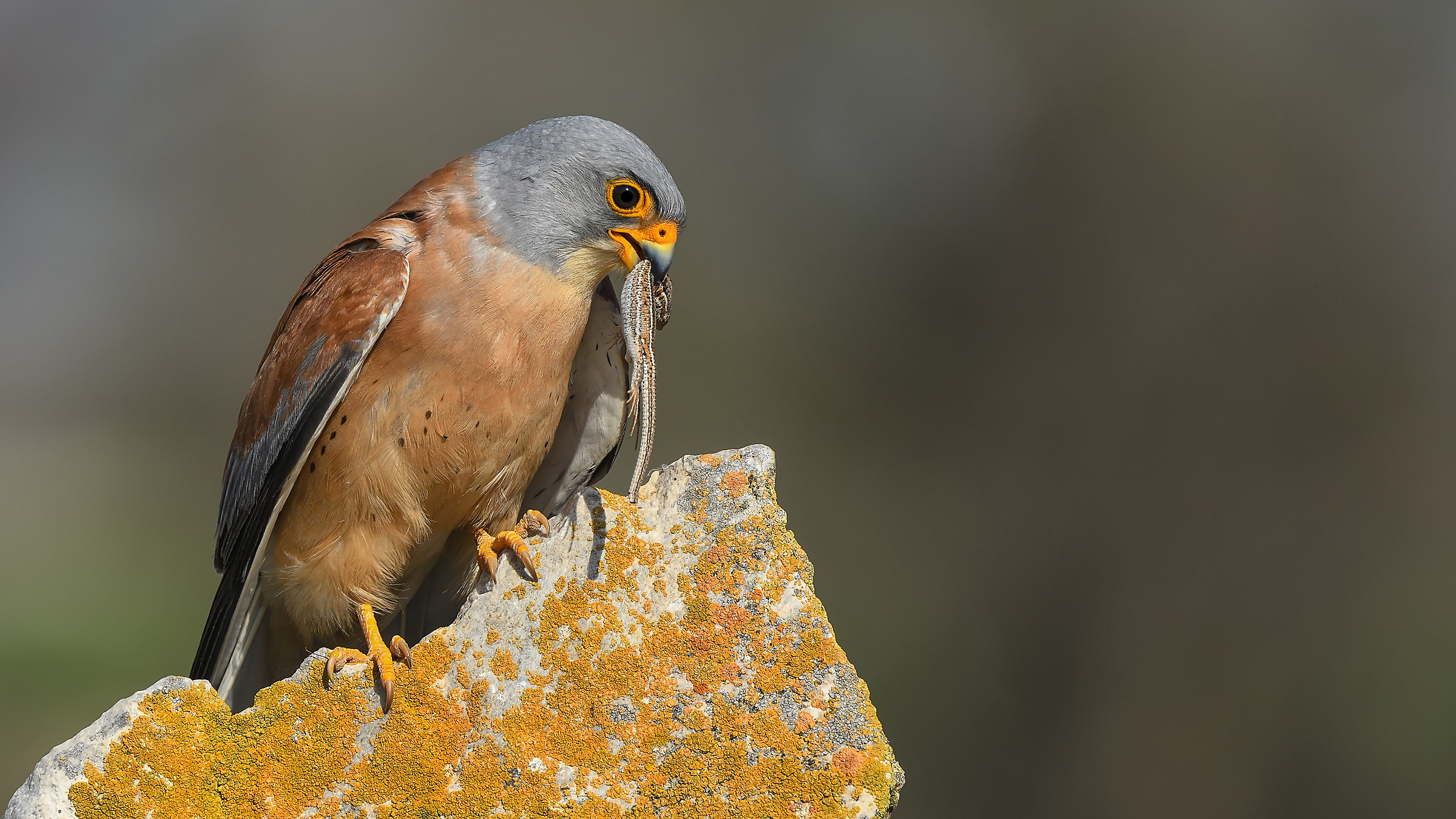 Küçük kerkenez » Lesser Kestrel &raqu...