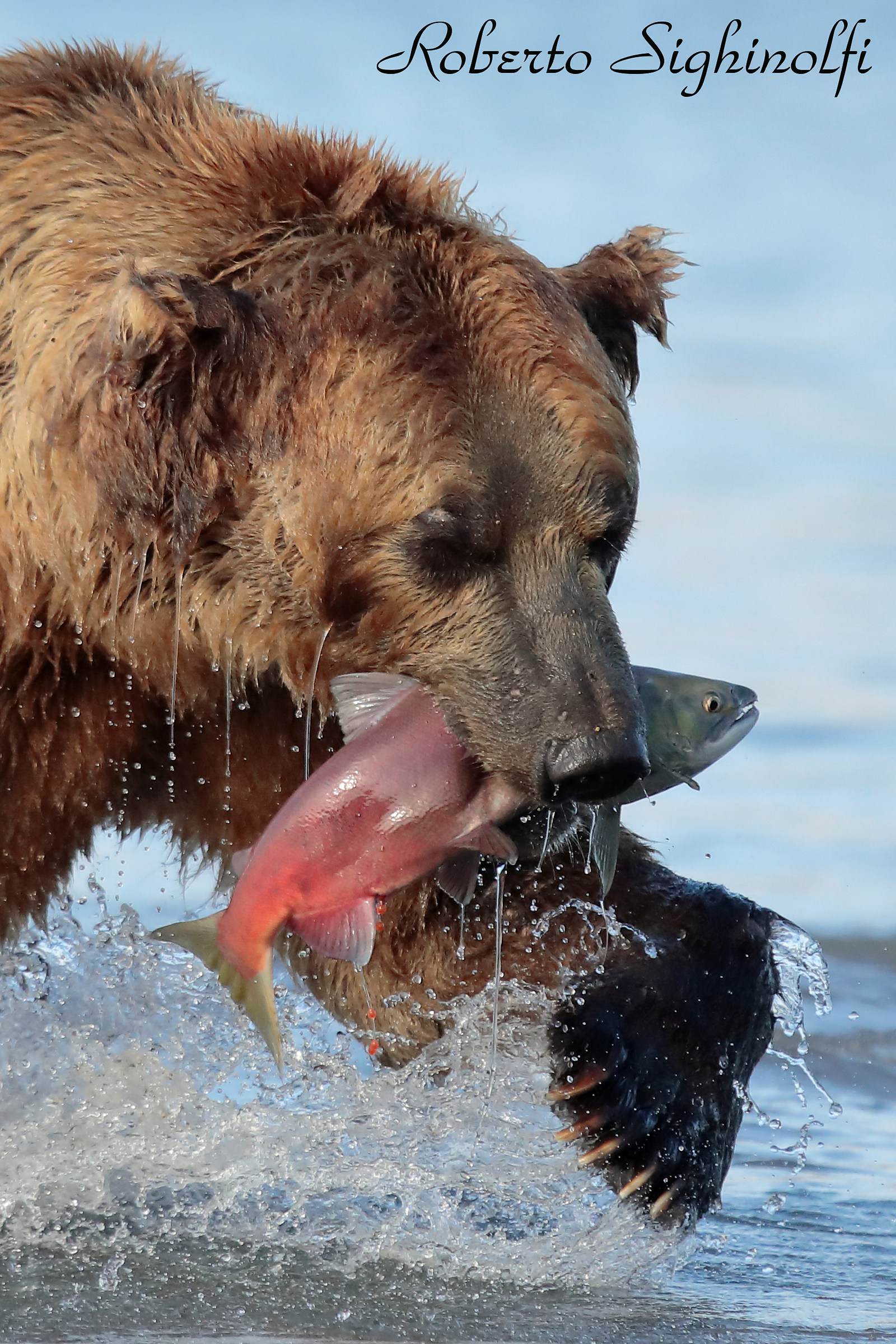 Auspicious fishing effort