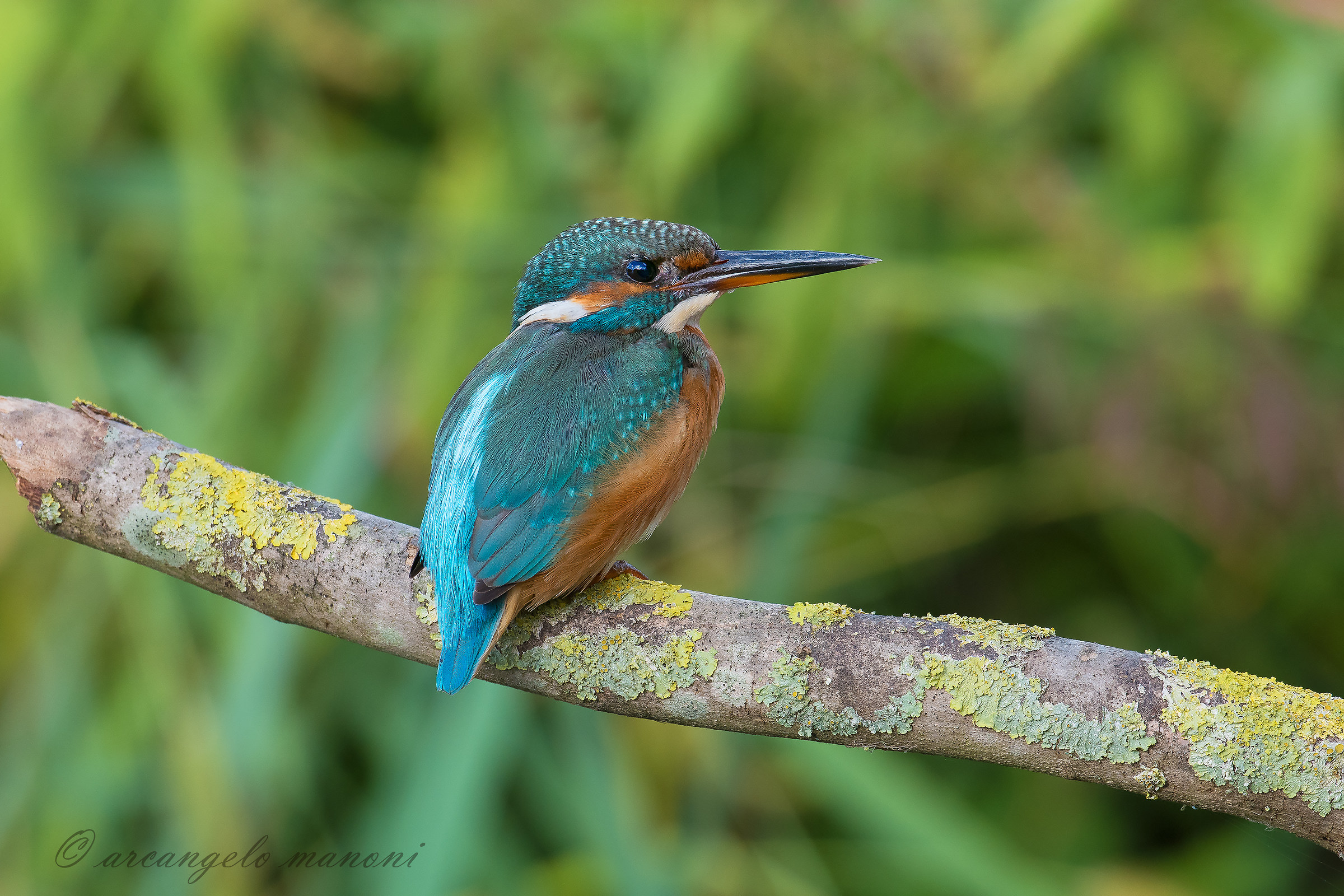 Beato tra il verde del canneto
