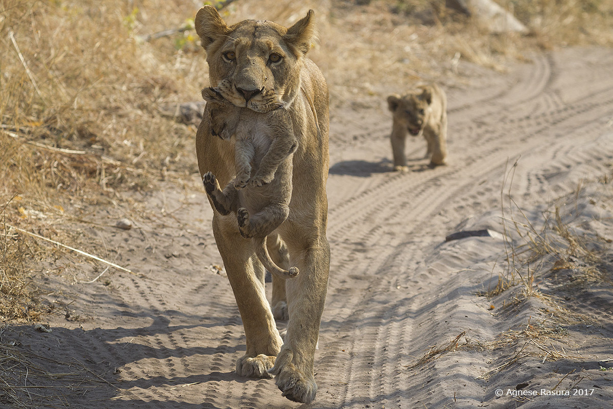Mom with cubs