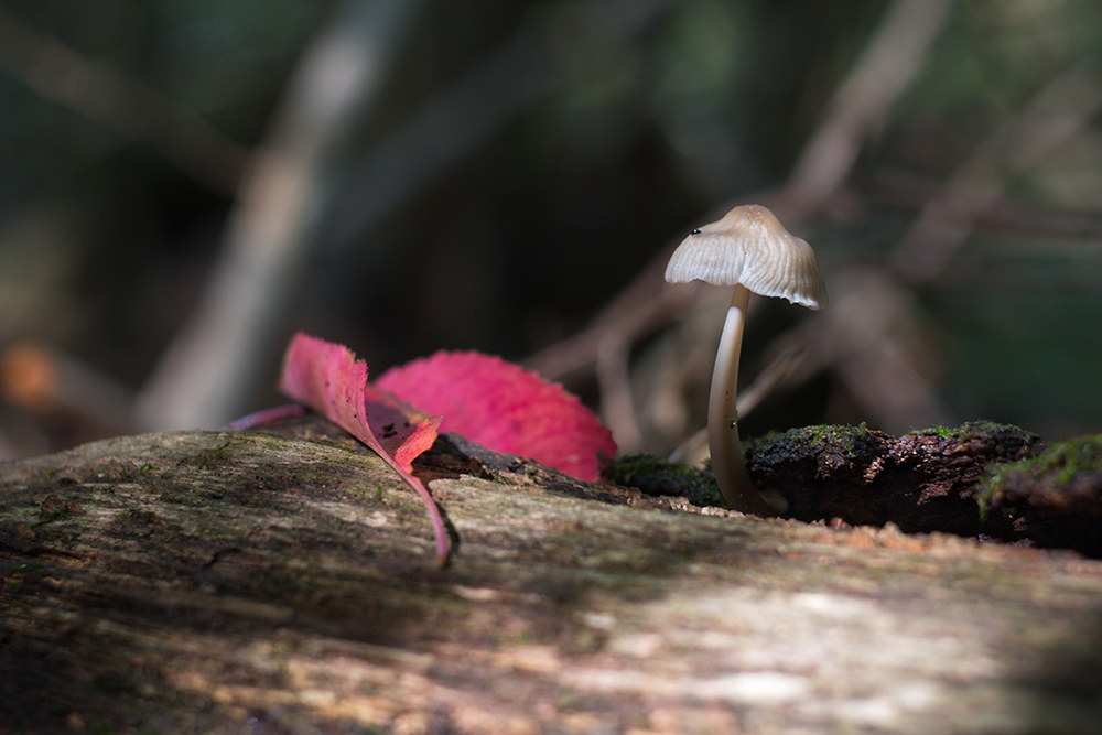 la stagione si avvicina