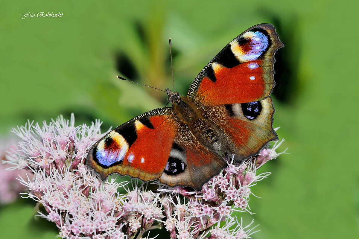 Vanessa io.. occhio di pavone...
